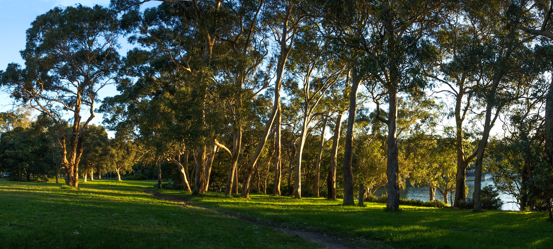 Vaucluse trees at sunset