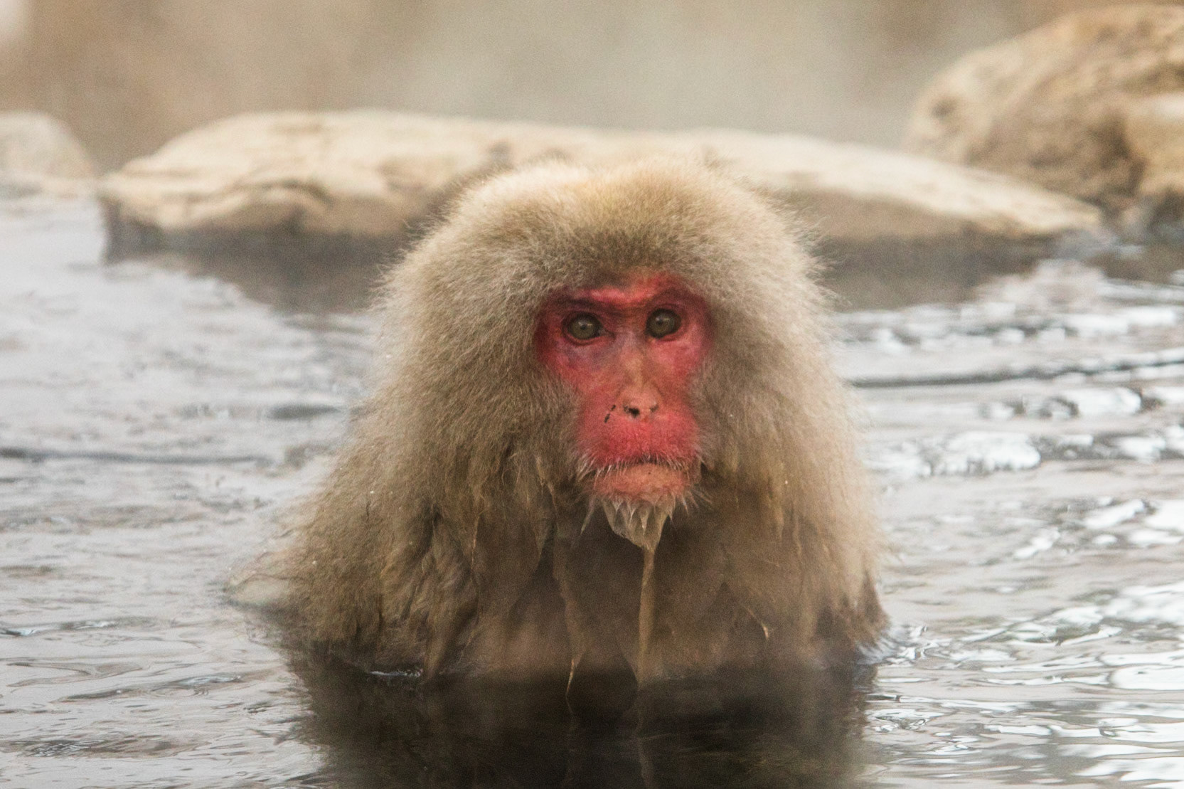 Jigokudani Yaen-Koen, Snow Monkeys, Yudanaka, Japan
