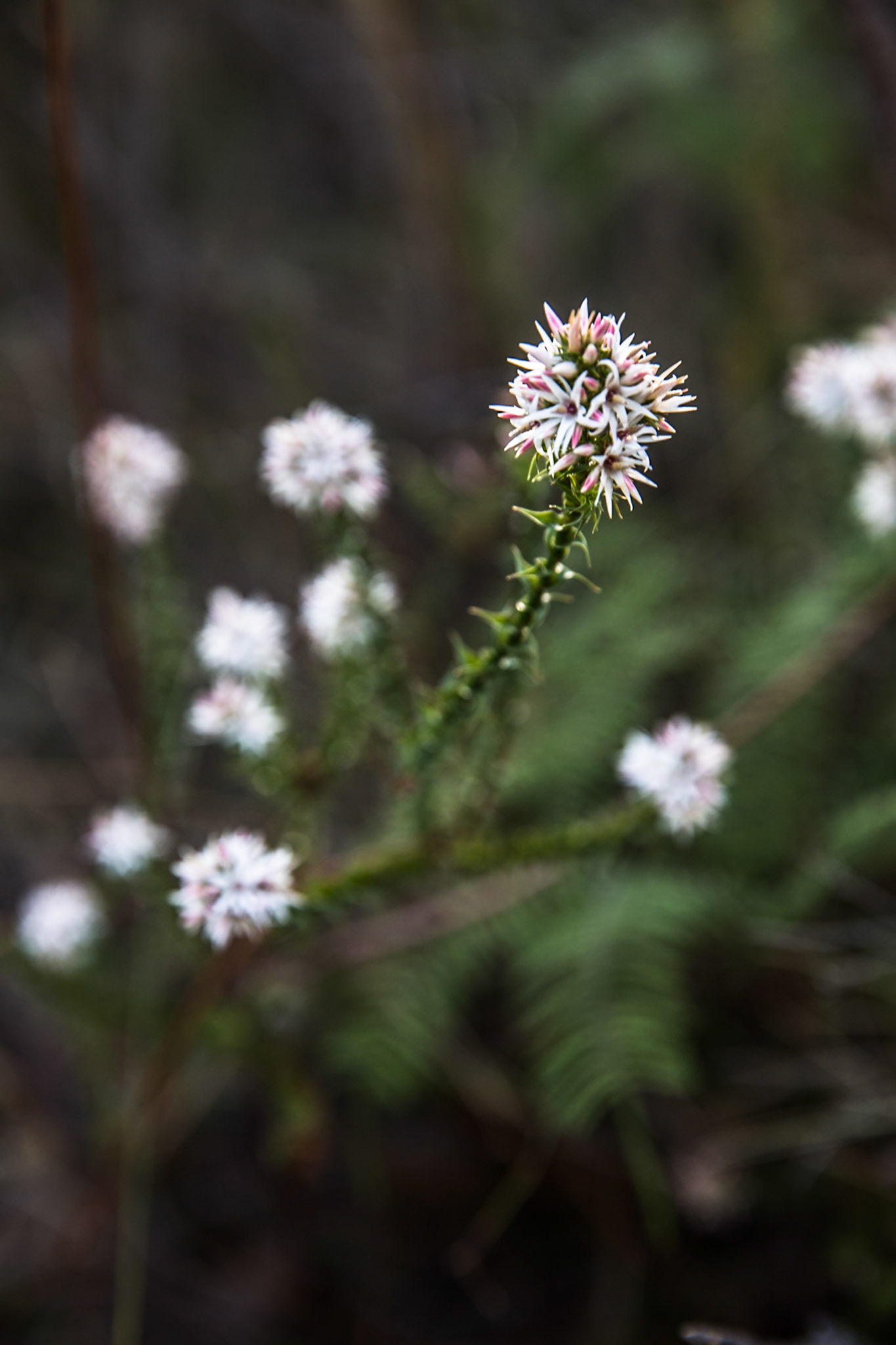 Descended from Neates Glen car park down to and through the Grand Canyon and back up to Evans Lookout. We continued along the clifftop path to Govett's leap and then on to Pulpit Rock. Notes by Peter Watt.