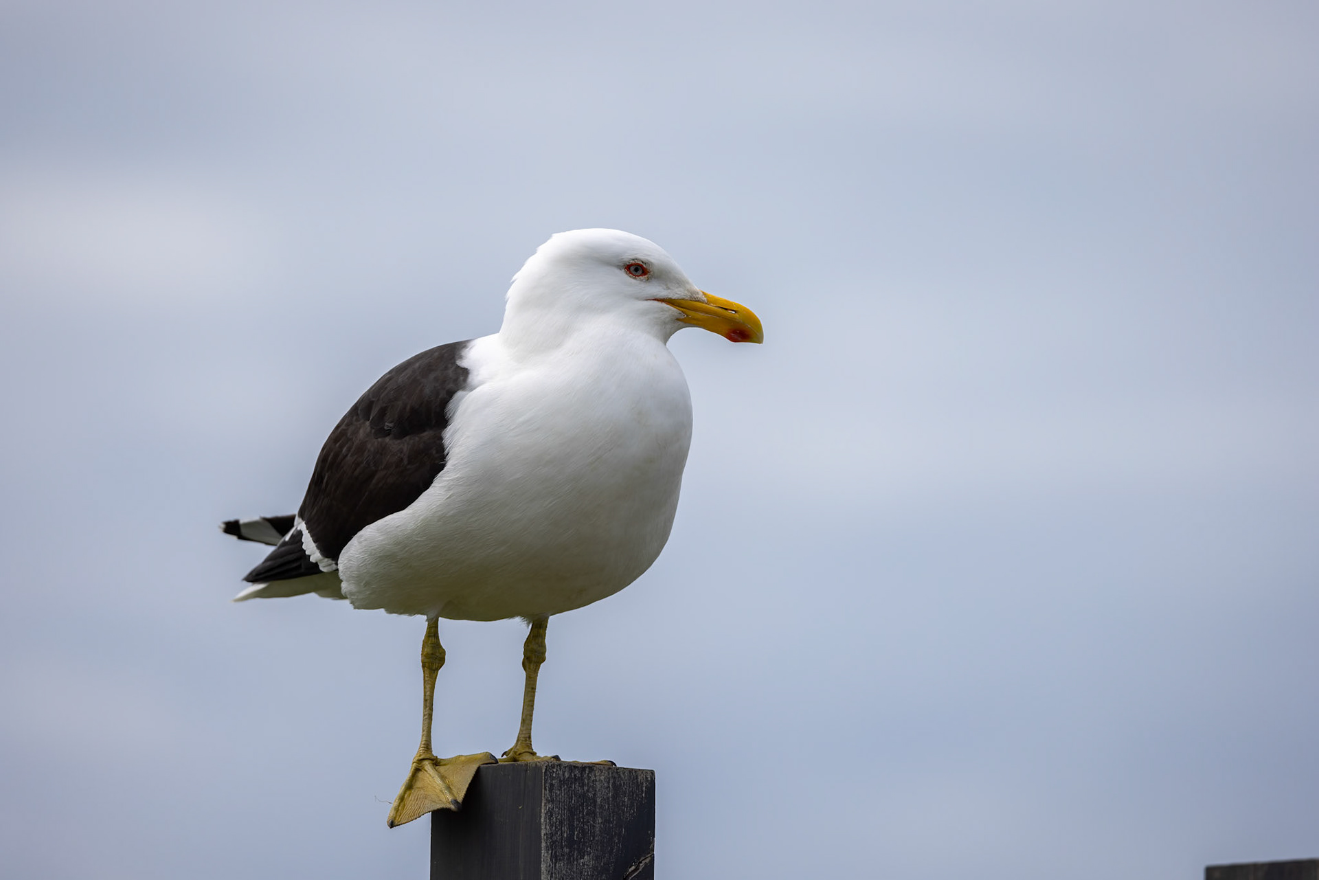 Kelp gull, Dunedin to Invercargill, New Zealand