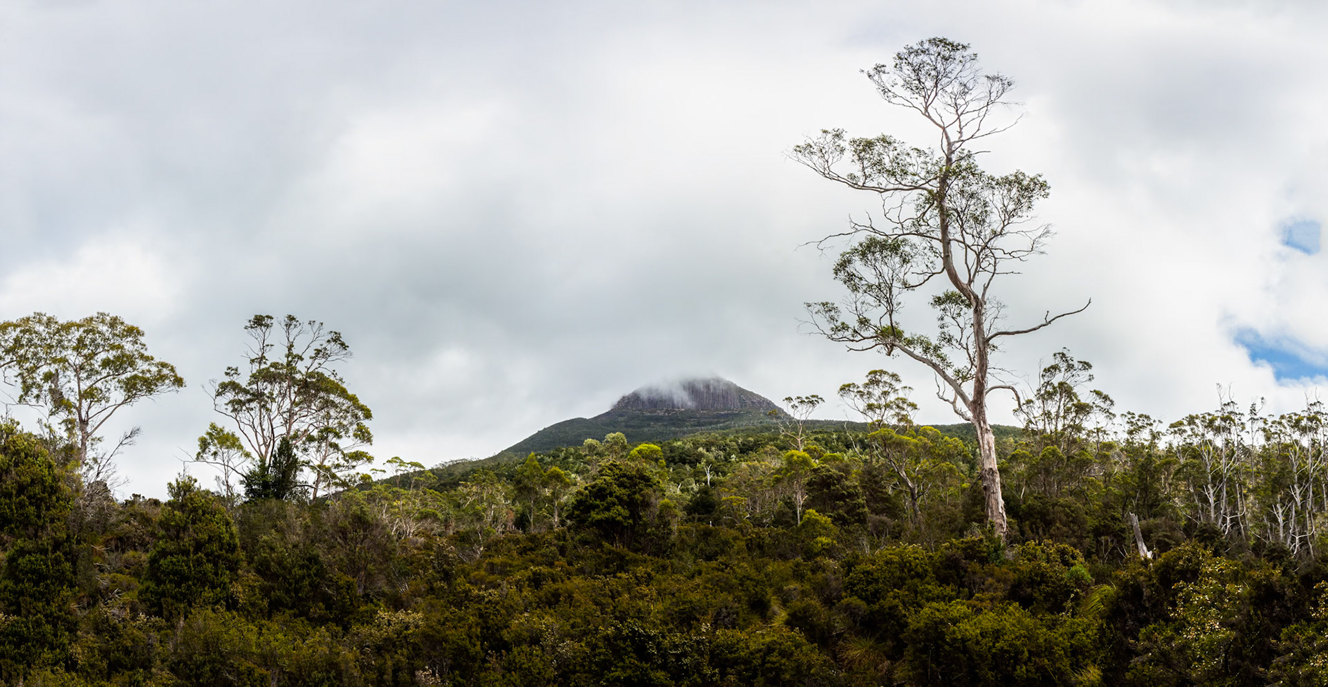 Pine Forest Moor to Pelion, The Overland Track, Cradle Mountain- Lake St Clair National Park, Tasmania.
