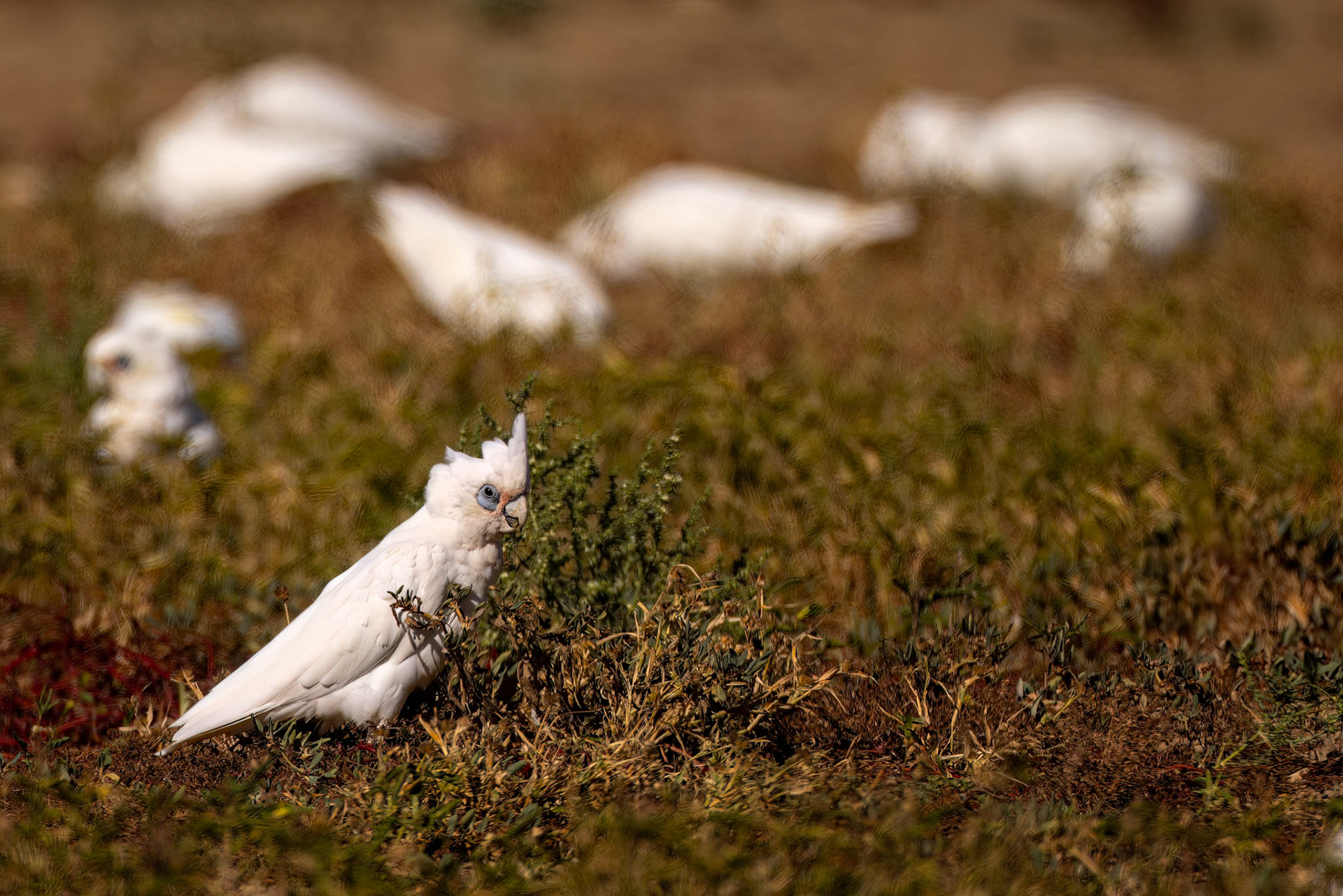 Little corella, Birdsville, Queensland, Australia