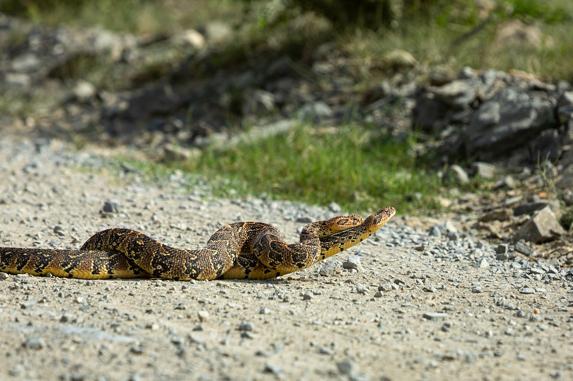 Two male puff adders fighting for mating rights (a test of strength), Koppie Alleen, De Hoop