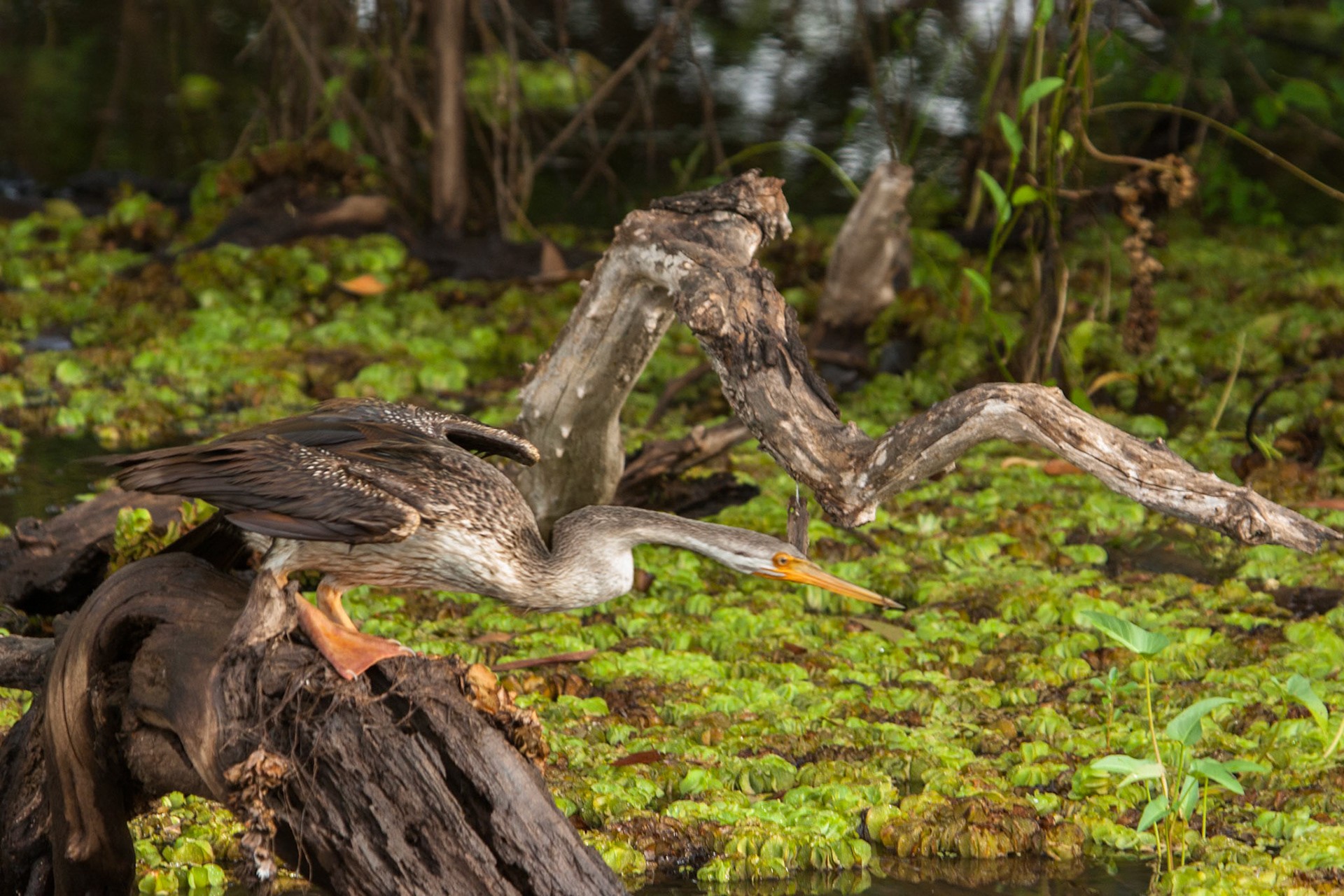 Darter, about to launch into the water, Cooinda, Kakadu, Northern Territory