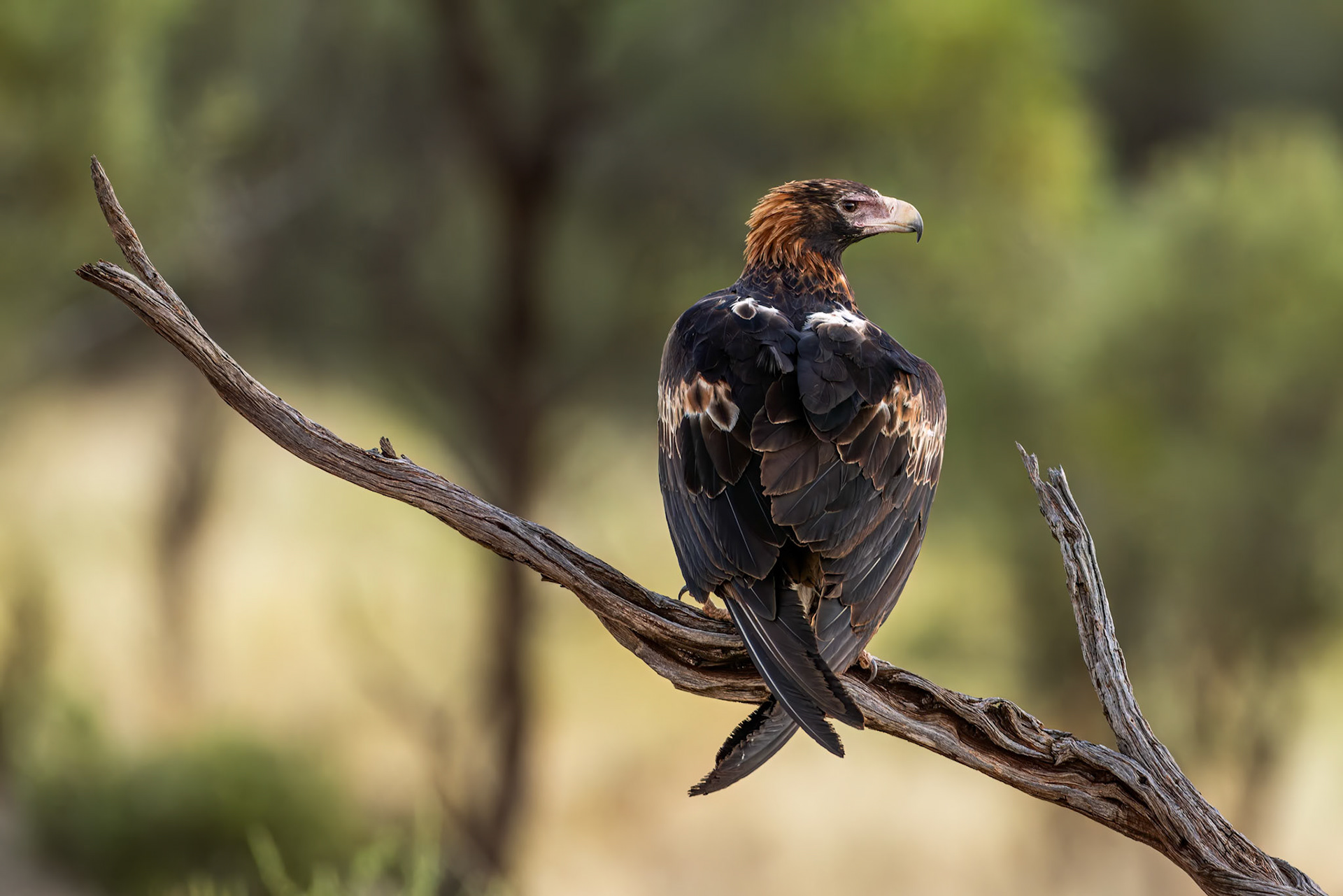 Wedge-tailed eagle, Mount Isa to Boulia, Queensland, Australia