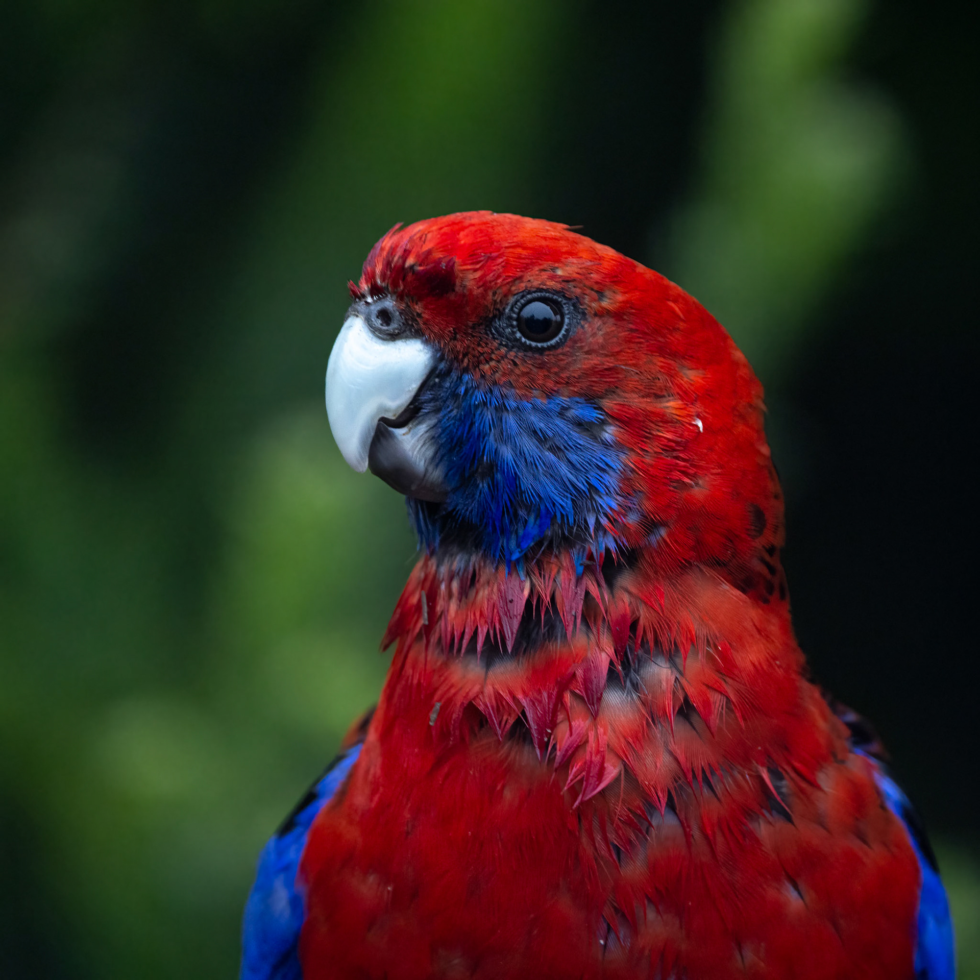 Crimson rosella, O'Reilly's Rainforest Retreat, Lamington National Park, Queensland, Australia