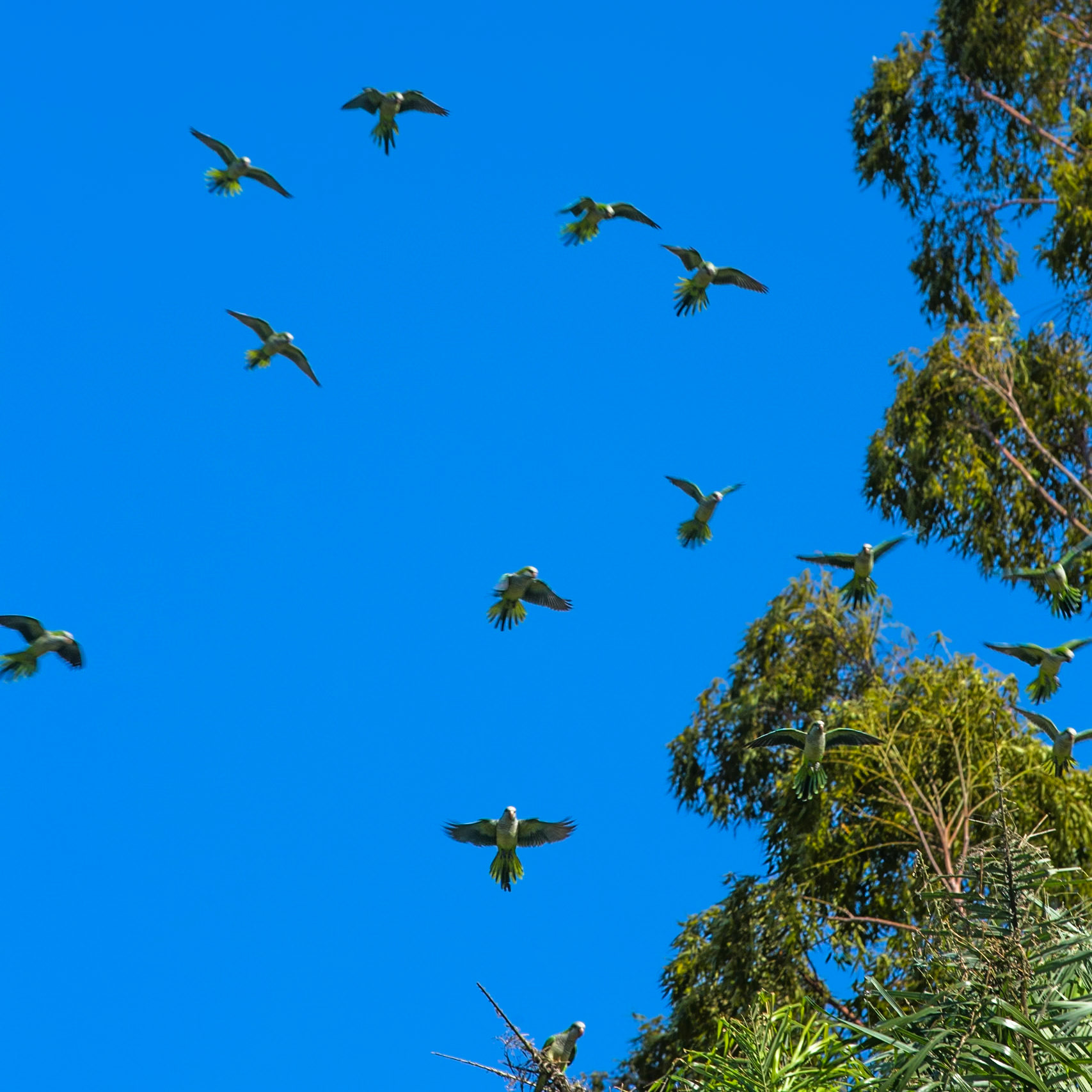 Monk parakeets, Puerto Valle Esteros, Ibera wetlands, Corrientes, Argentina