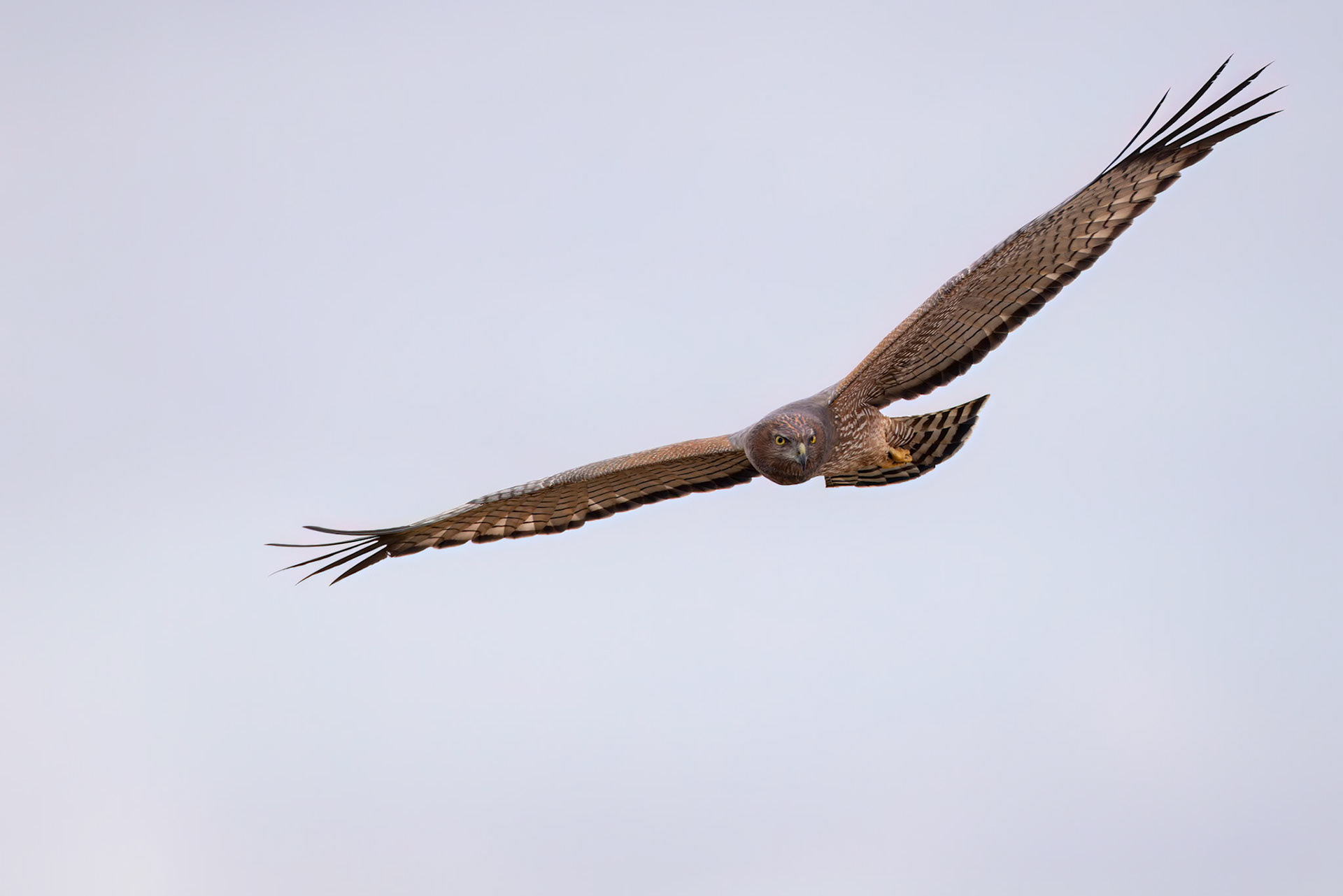 Spotted harrier, Eulo to Cunnamulla, Queensland, Australia