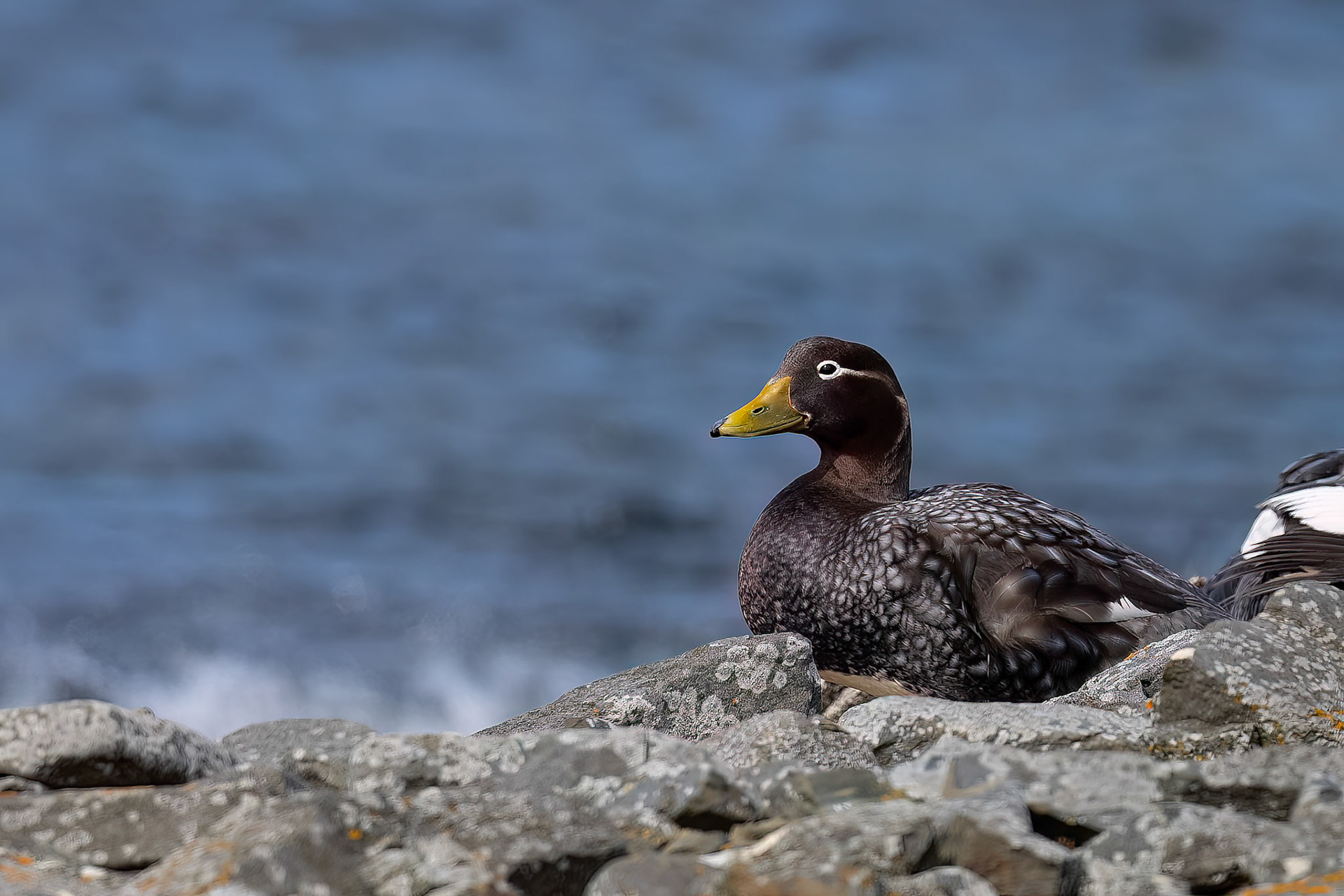 Falkland steamer-duck (female), Bleaker Island, Falkland Islands