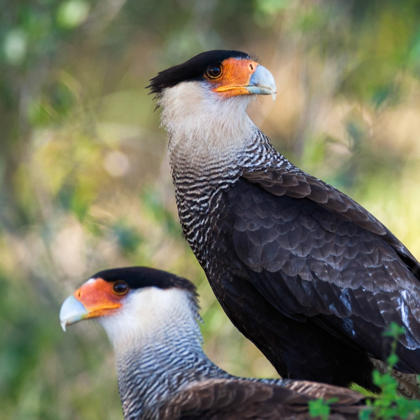 Southern crested caracara, Puerto Valle Esteros, Ibera wetlands, Corrientes, Argentina