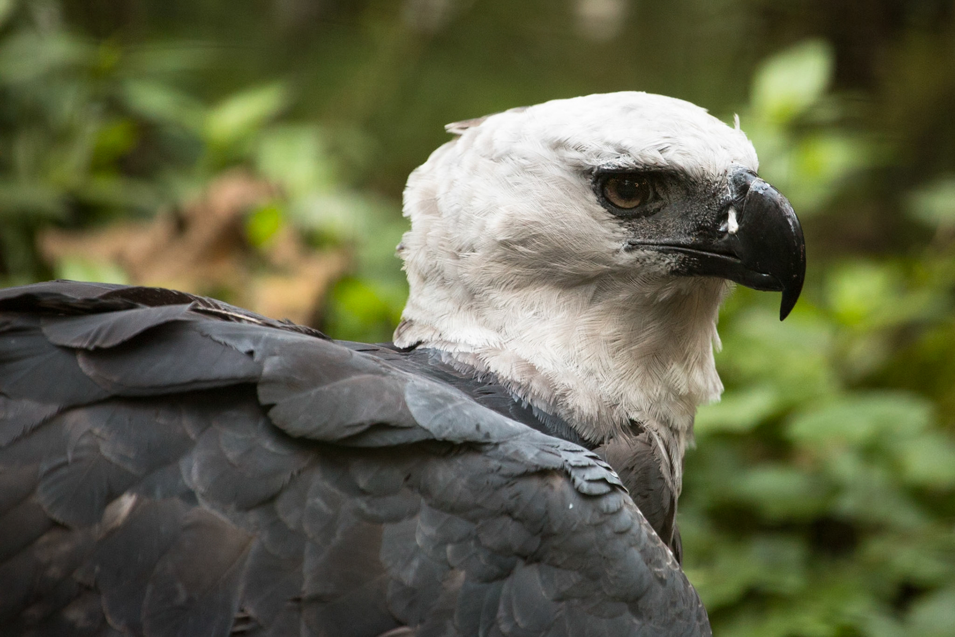 Harpy eagle, Iguassu bird park, Argentina