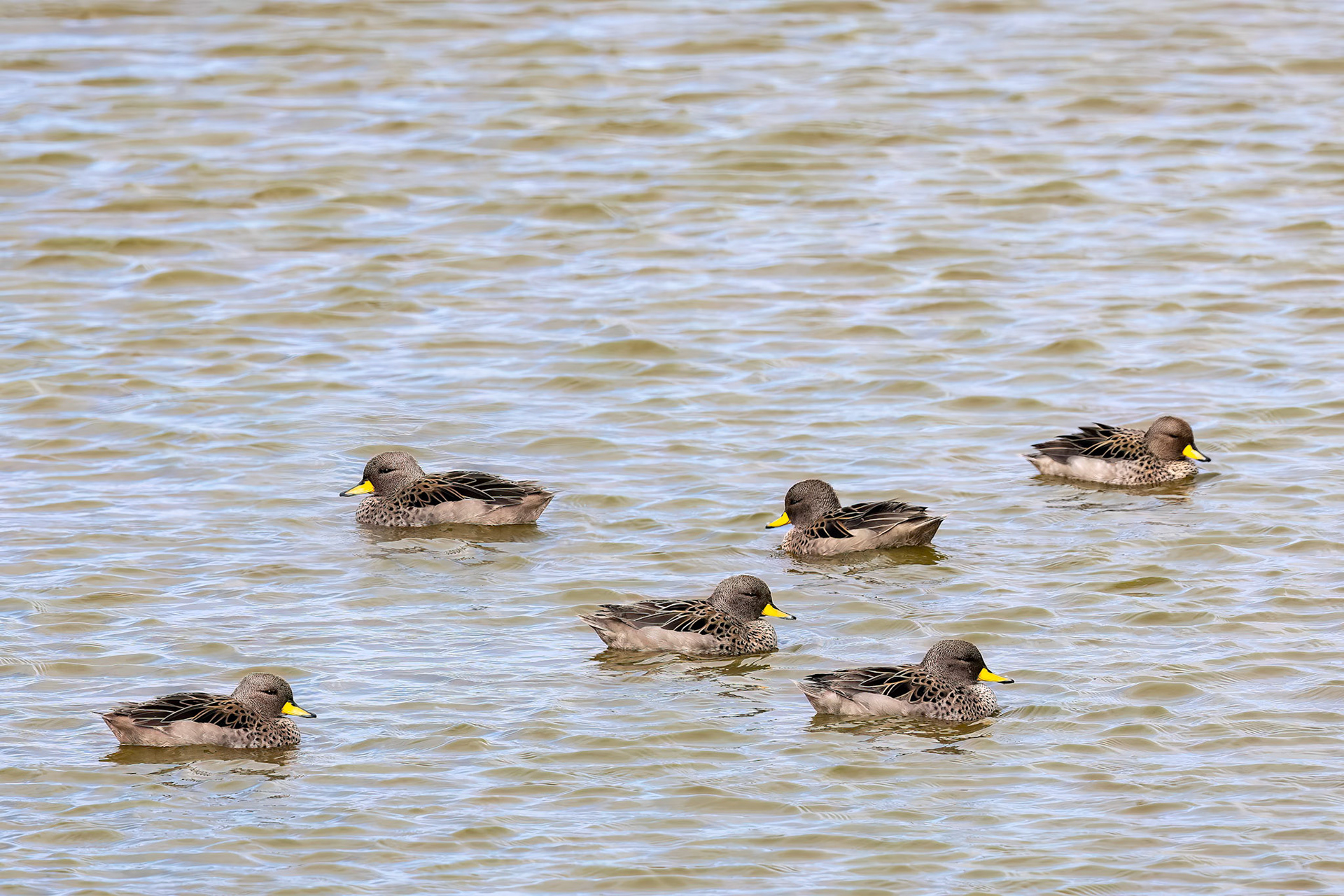 Yellow-billed teal, Dolphin Point, Falkland Islands