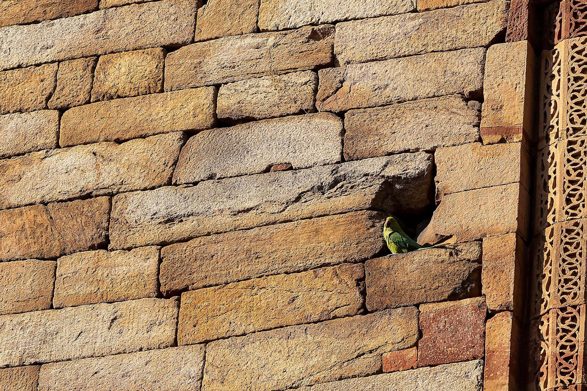 Ring-necked parakeet, Dehli, India