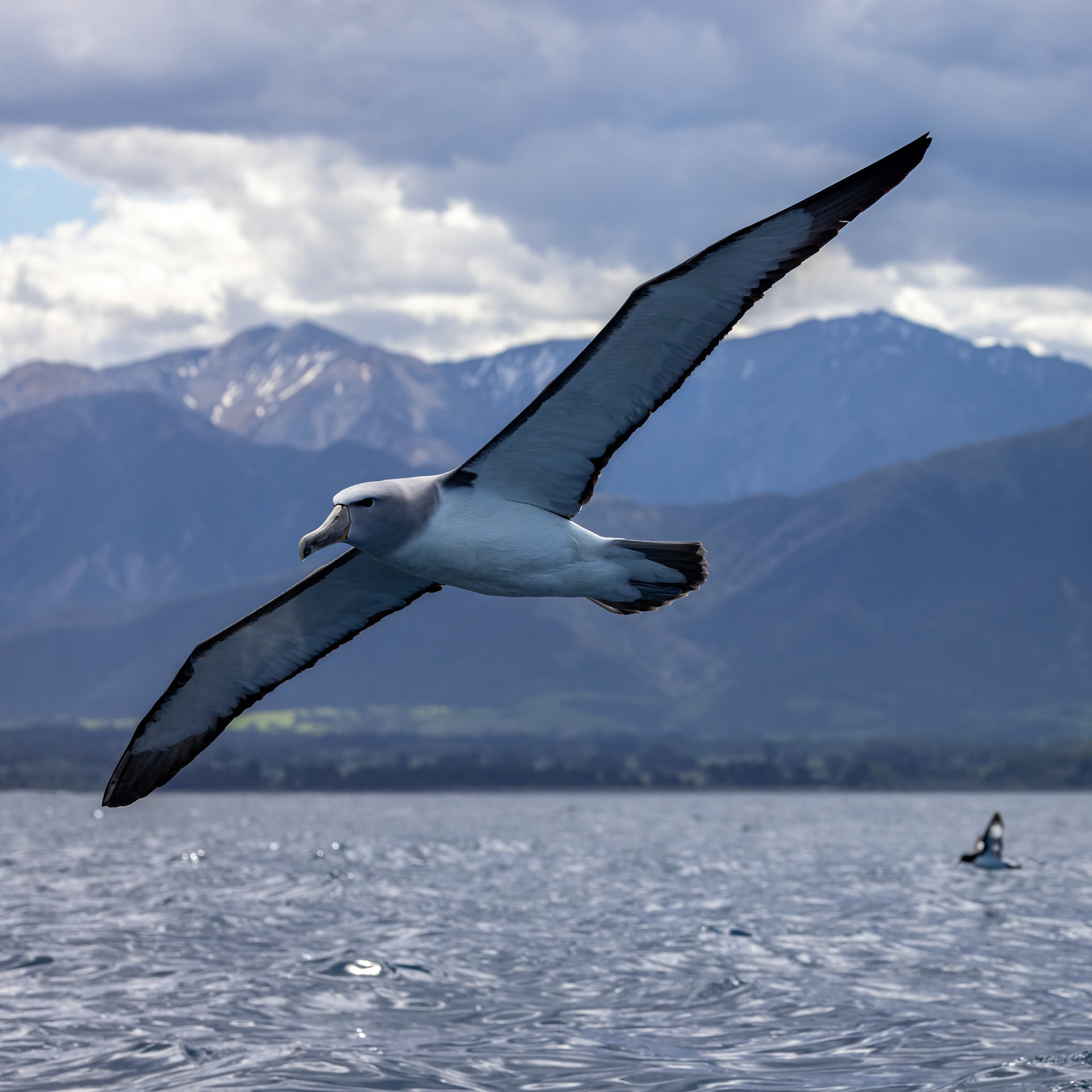 Salvin's albatross, Kaikōura, New Zealand