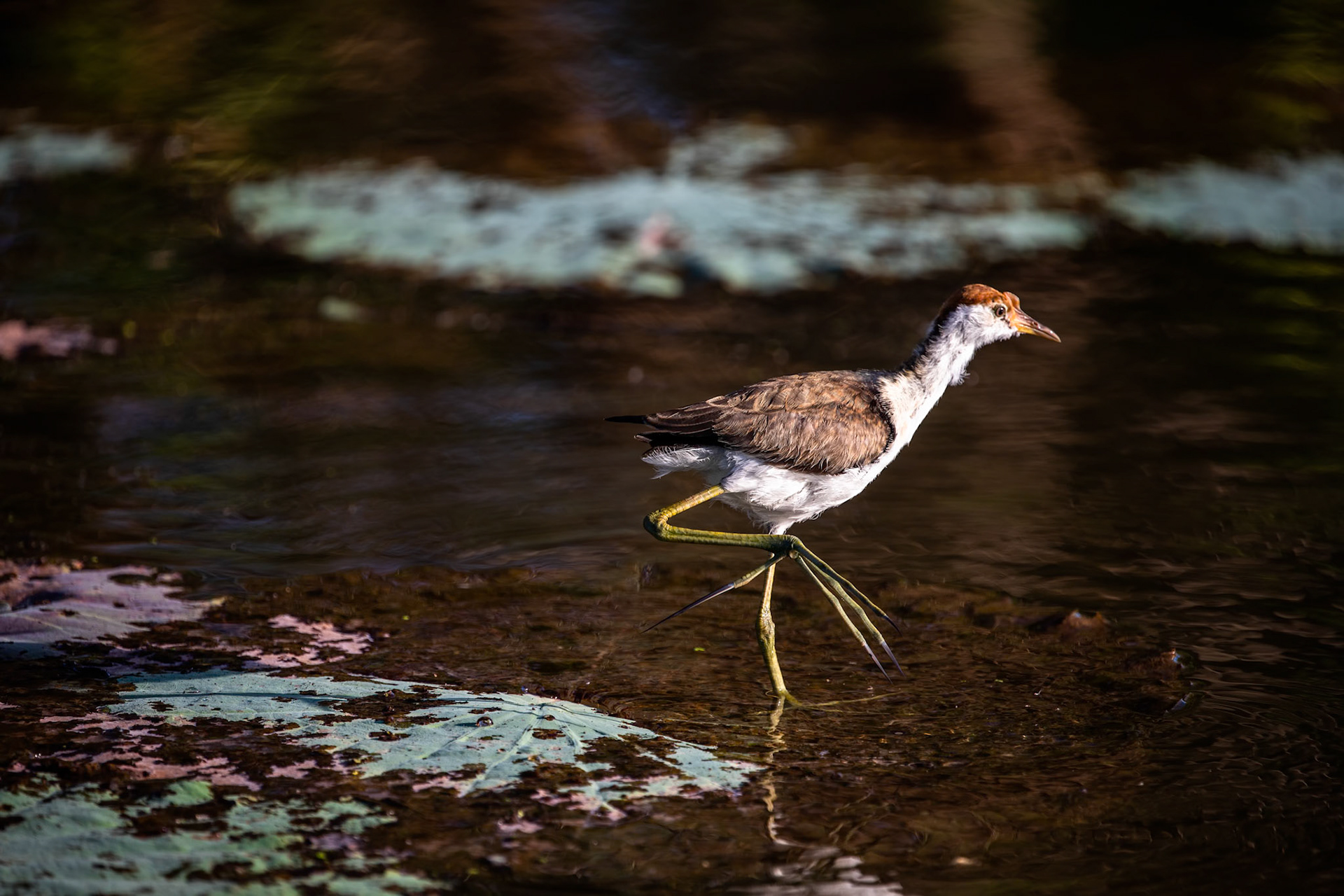 Comb-crested jacana, Corroboree billabong, Corroboree, Northern Territory, Australia