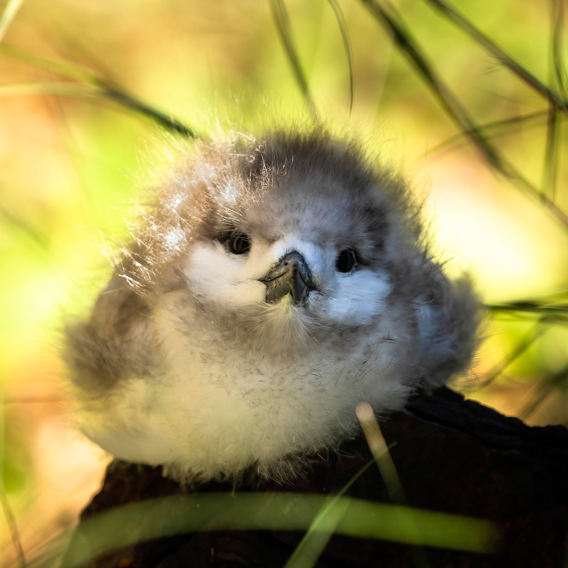 White tern, Lord Howe Island, New South Wales, Australia
