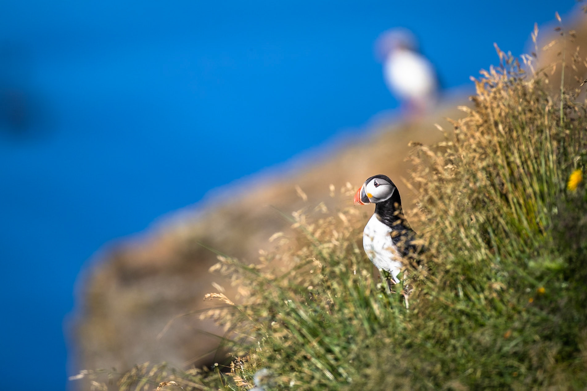 Atlantic puffin, Grímsey Island, Iceland
