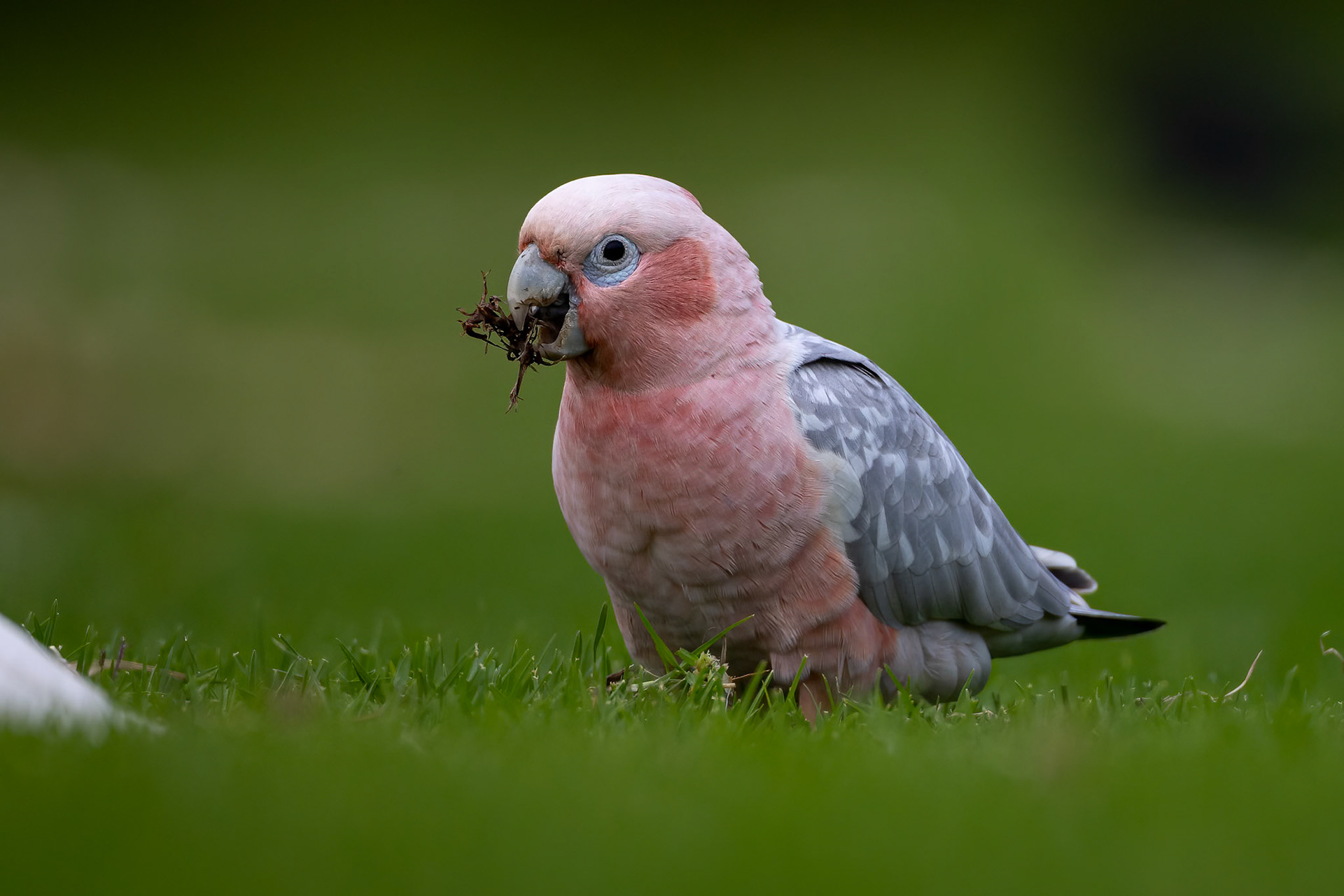 A hybrid galah-corella, near Margaret River, West Australia