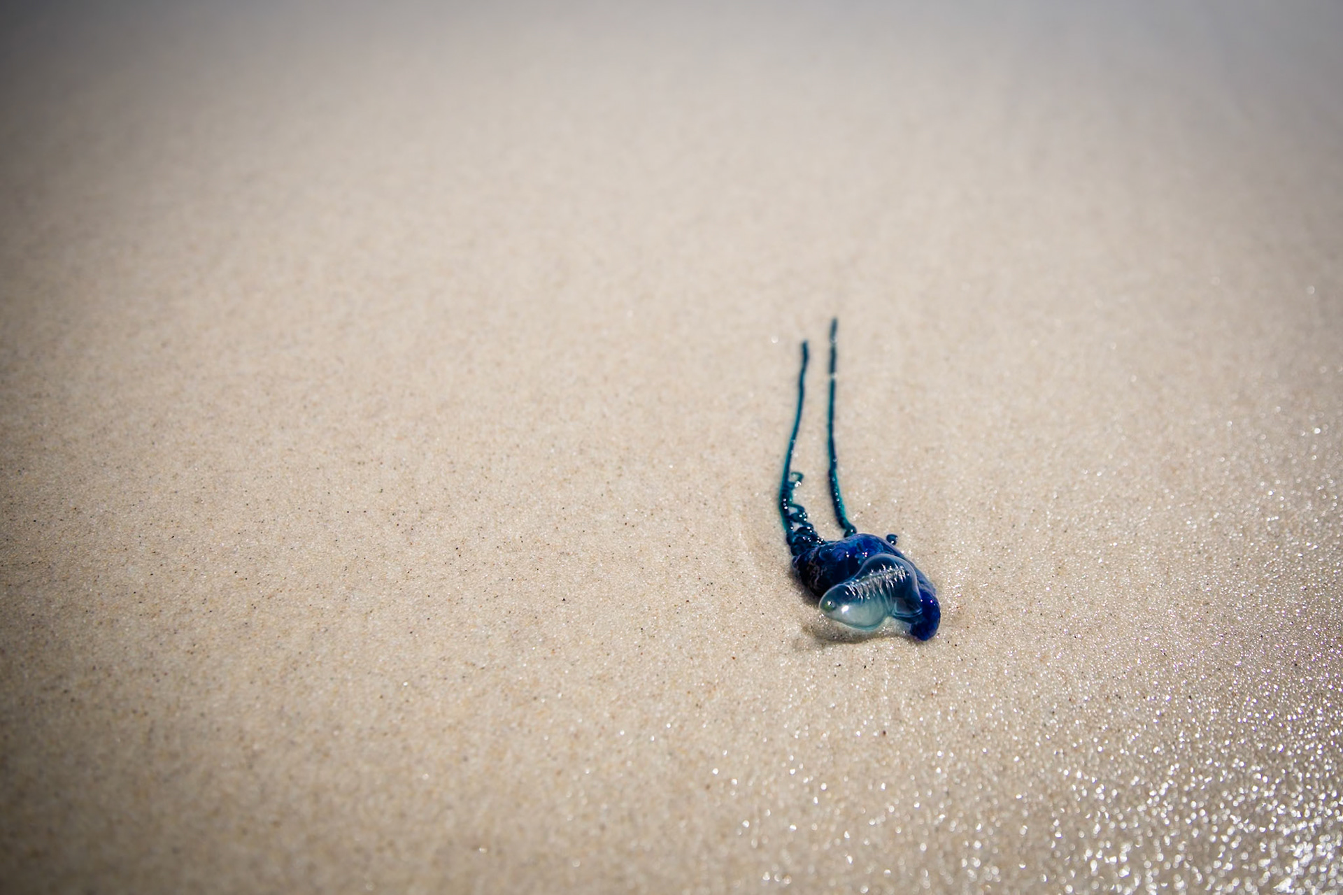 Tuesday am - Darby Saddle via Sparkes Lookout and Lookout Rocks to Tongue Point; and then on to Darby River for lunch.Tuesday pm - Lilly Pilly Gully carpark up to Tidal Overlook and on to Pillar Point then via Squeaky Beach and Picnic Beach to Picnic Beach carpark.