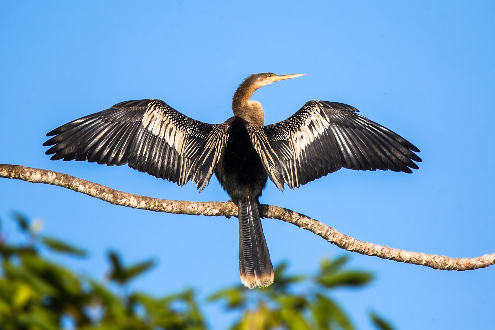 Anhinga, Porto Jofre, Pantanal, Brazil