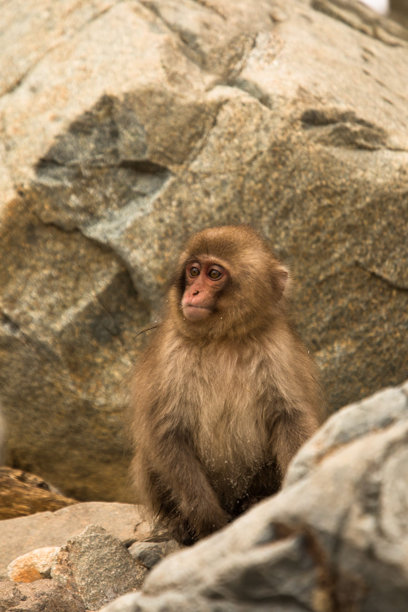 Jigokudani Yaen-Koen, Snow Monkeys, Yudanaka, Japan