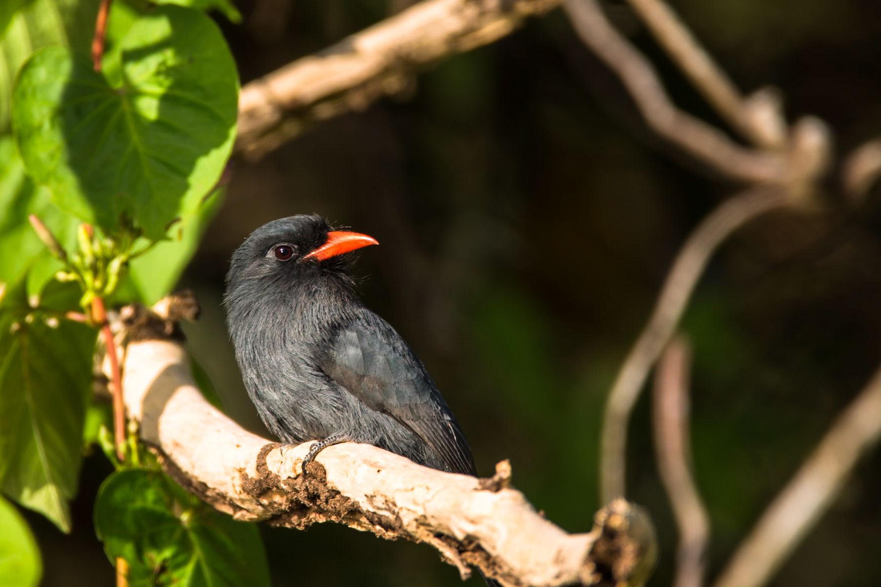 Black-fronted nunbird, Porto Jofre, Pantanal, Brazil