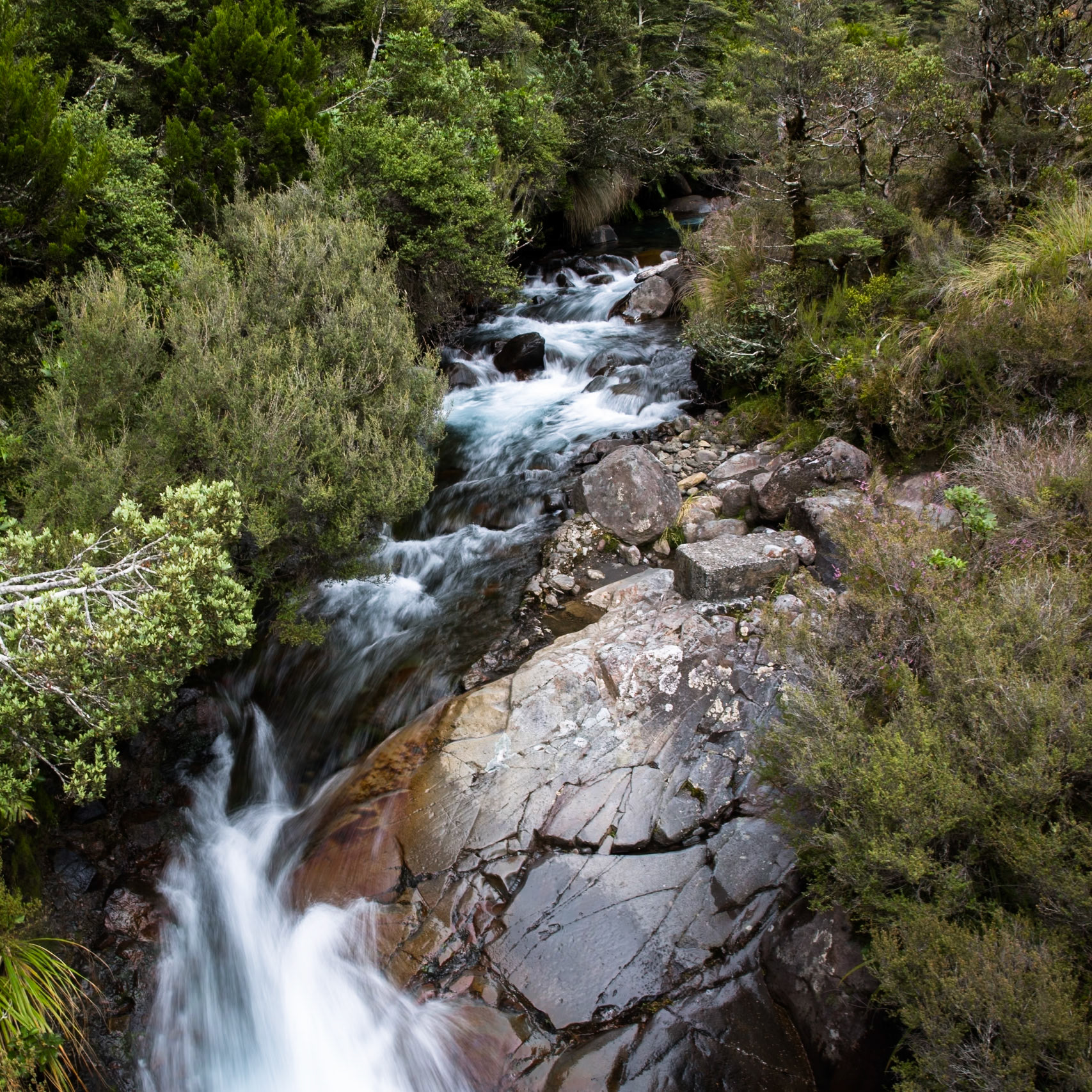Blue duck, Silica rapids, Tongariro, New Zealand