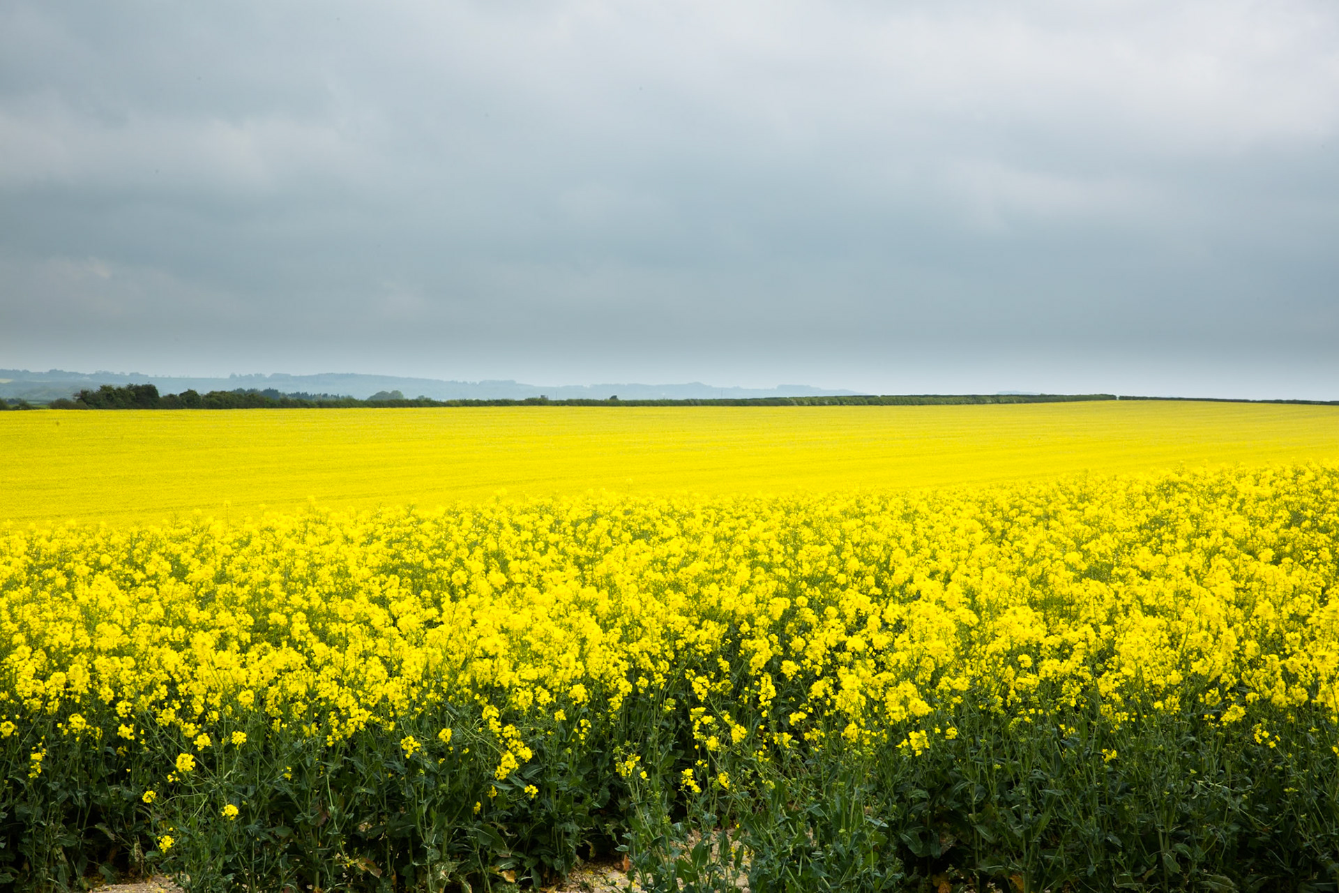En route from Cambo House to Old Sarum, Dorset