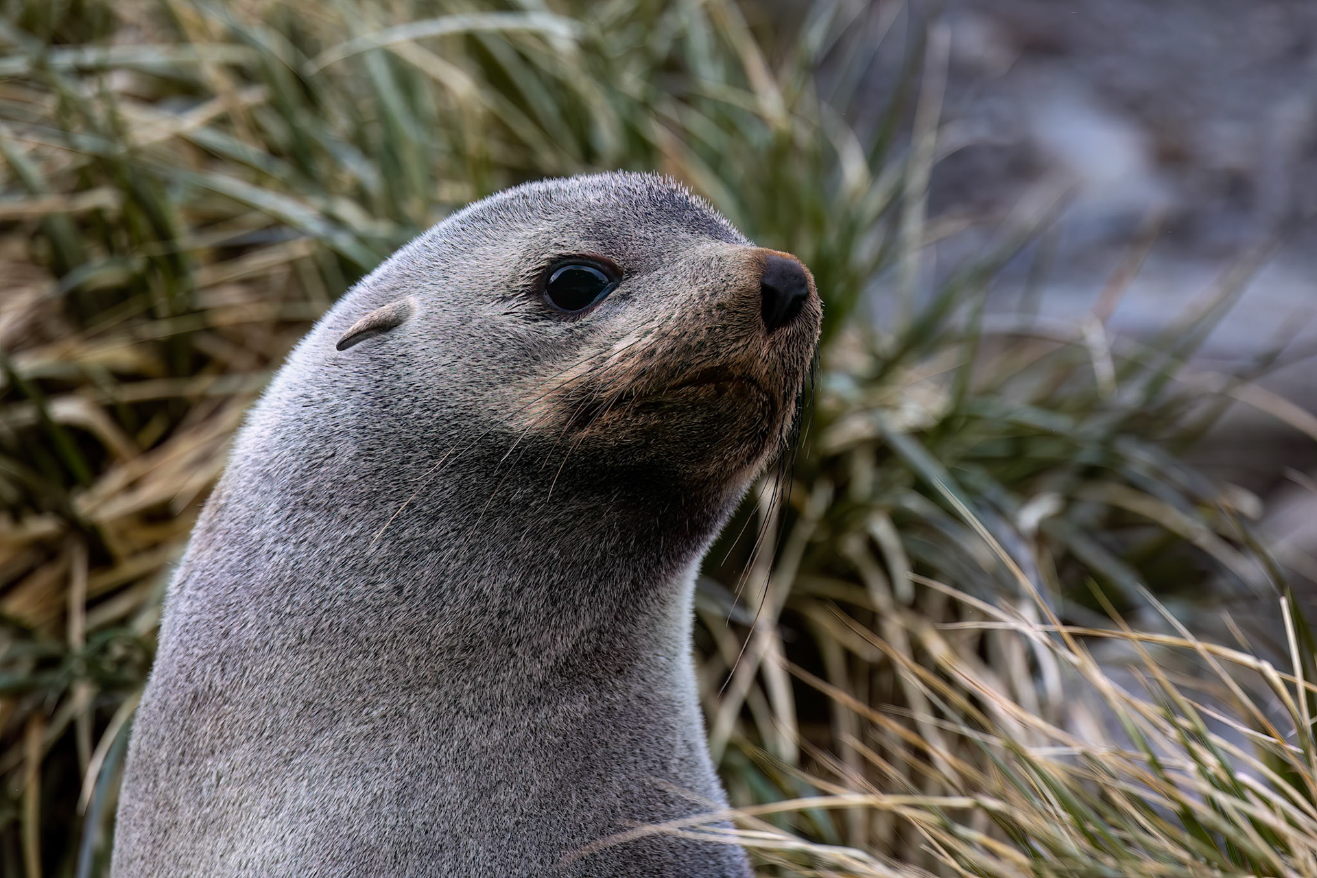 Antarctic fur seal, Rightwhale Bay, South Georgia