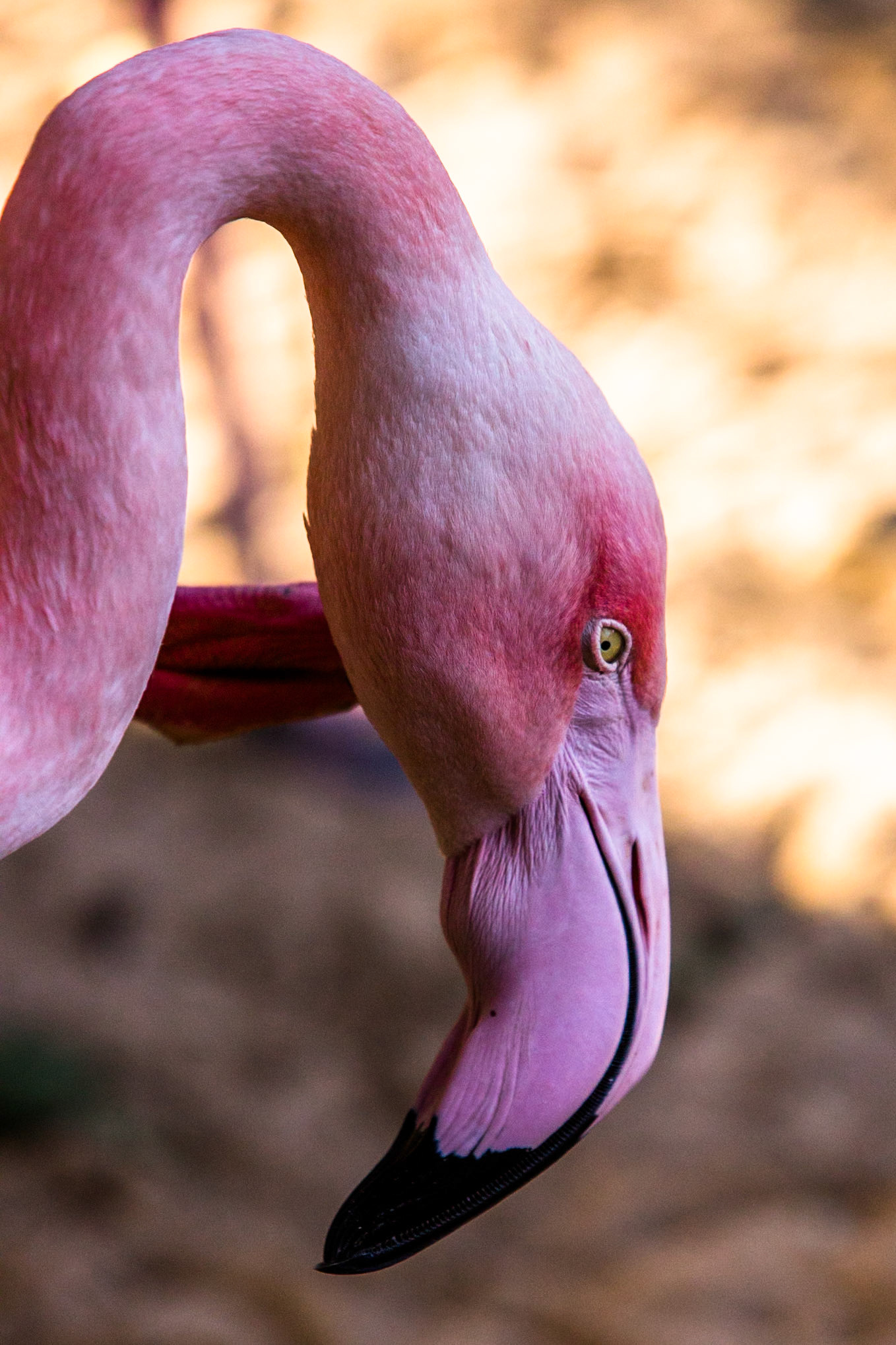 Chilean flamingo, Iguassu bird park, Brazil