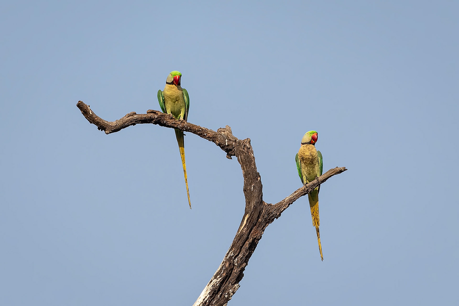 Alexandrine parakeet, Khana, India