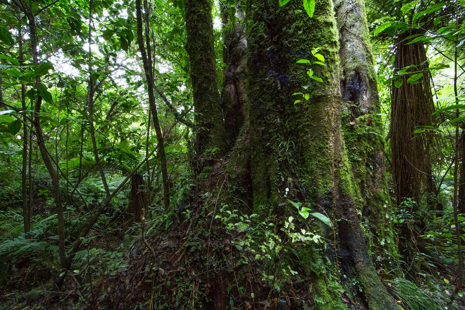 Rotopounamu lake, Tongariro, New Zealand