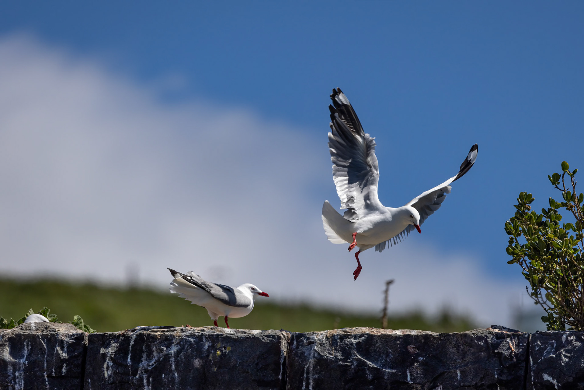 Red-billed gull, Dunedin, New Zealand