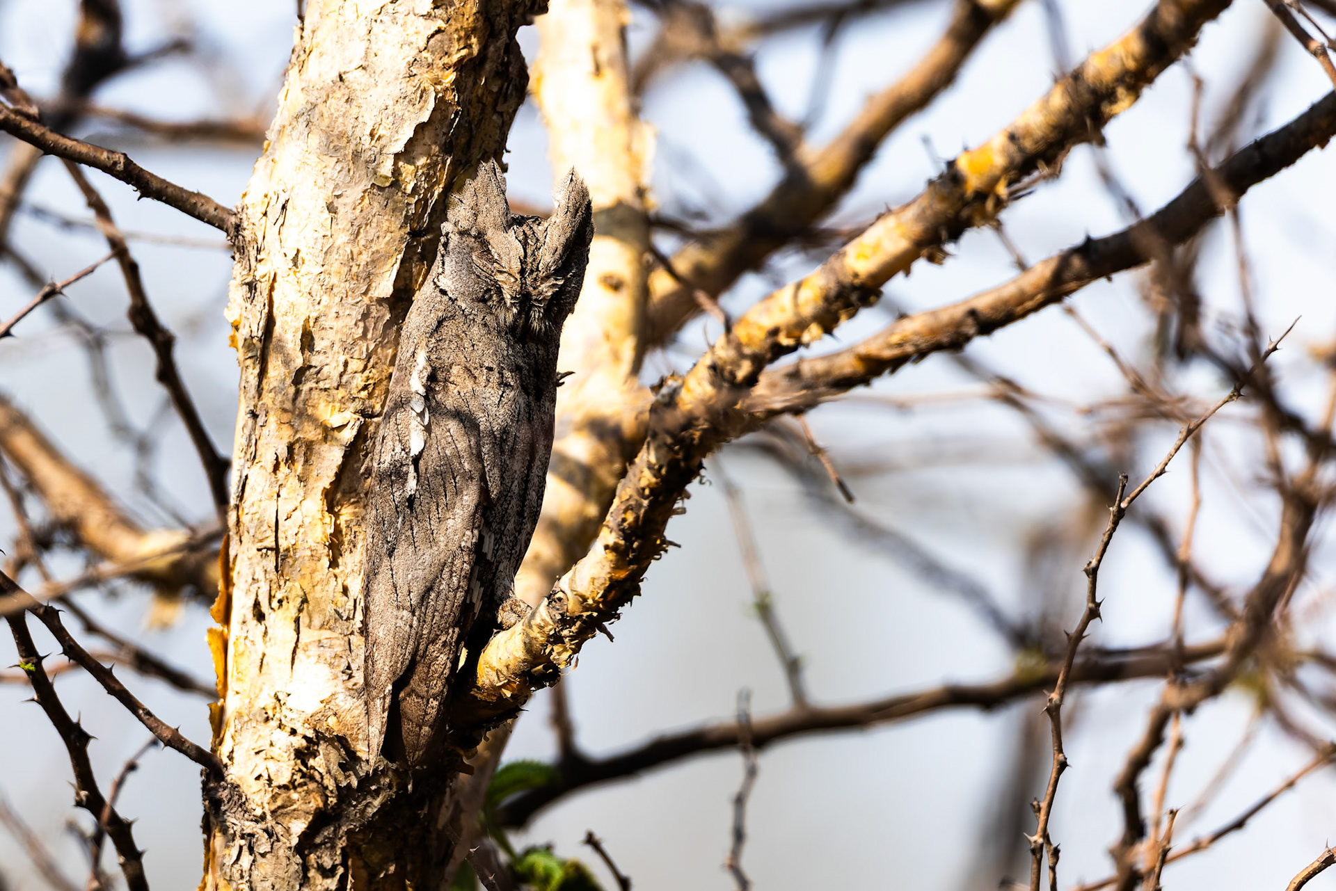 Indian Scop's owl, Chambal river