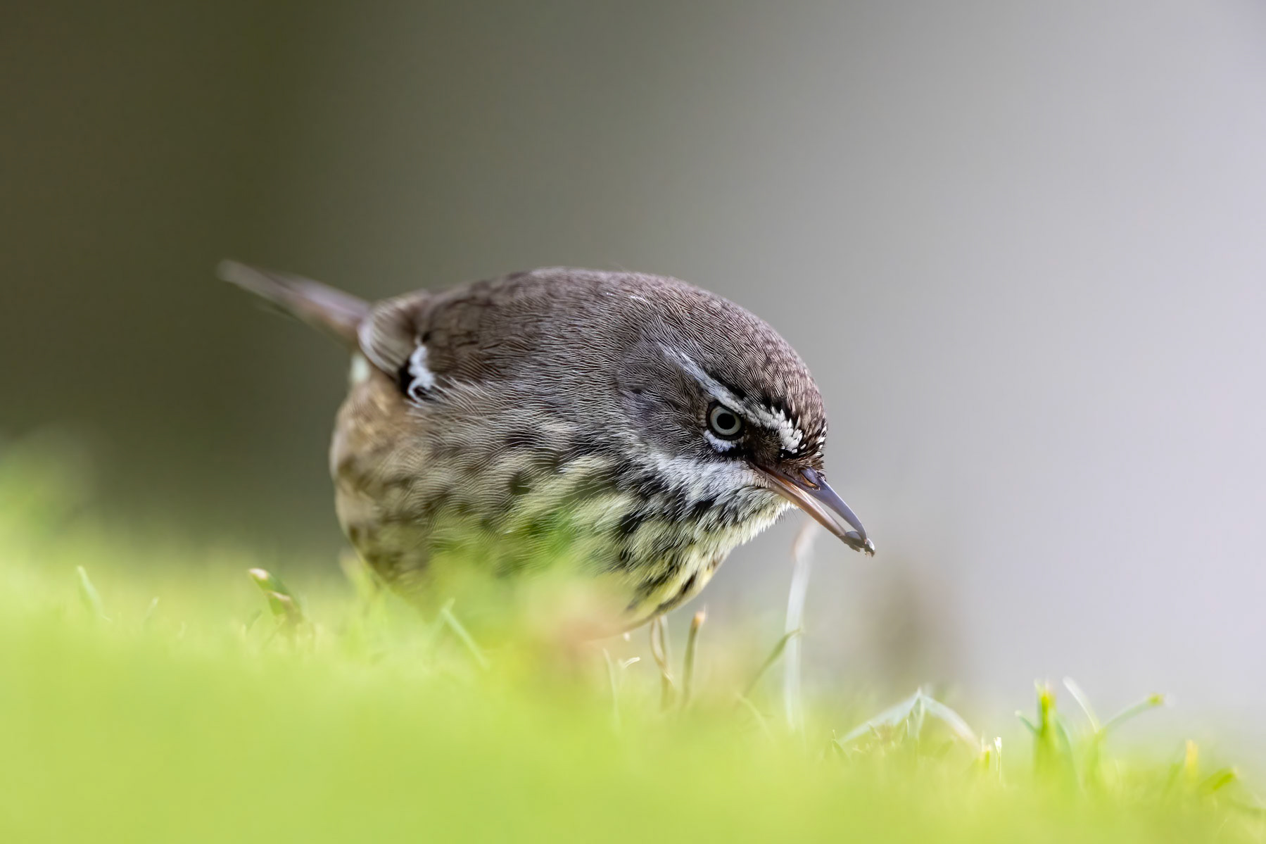 Spotted scrubwren, Cheynes Beach, West Australia