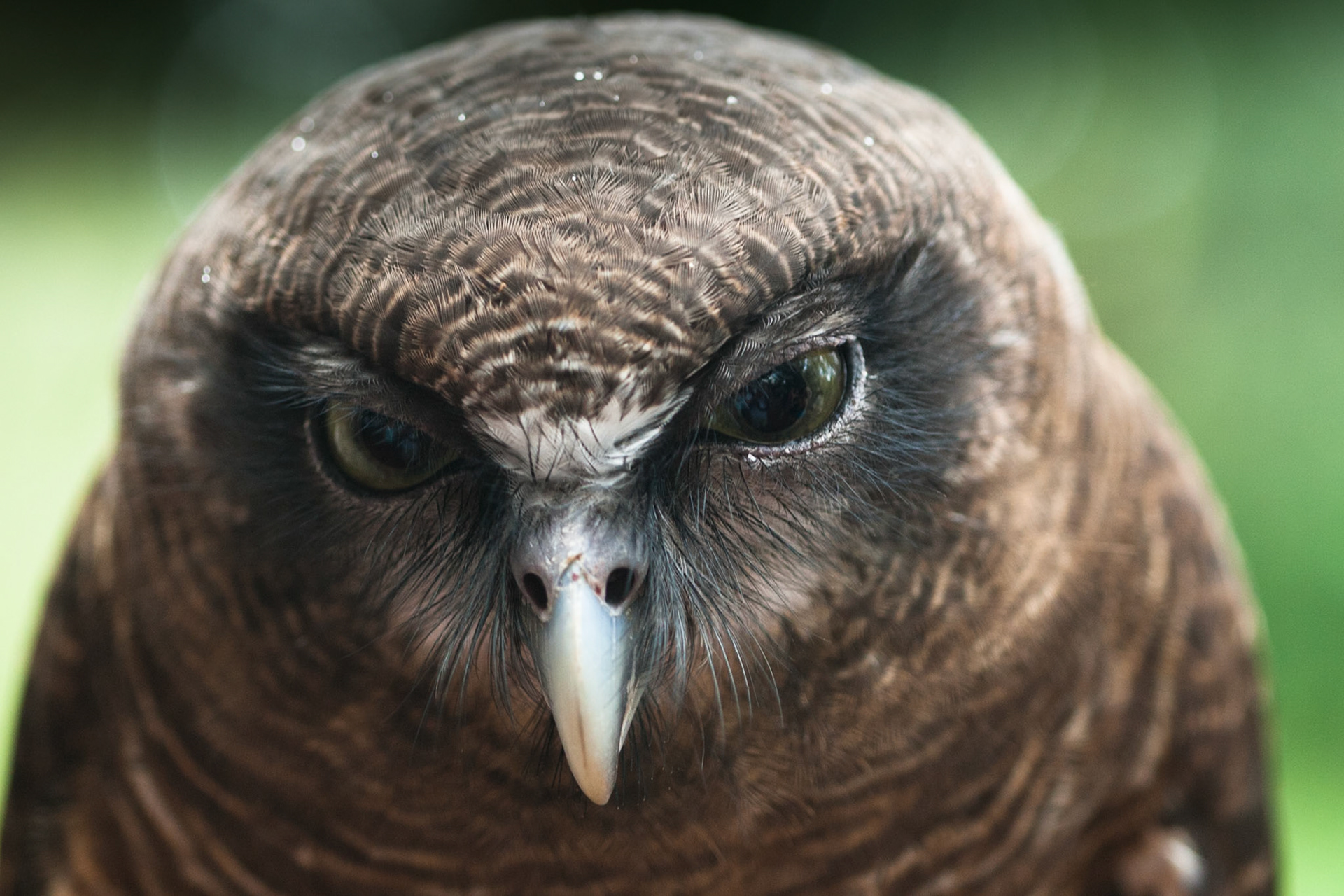 Rufous Owl, Territory Wildlife Park, Darwin, Northern Territory
