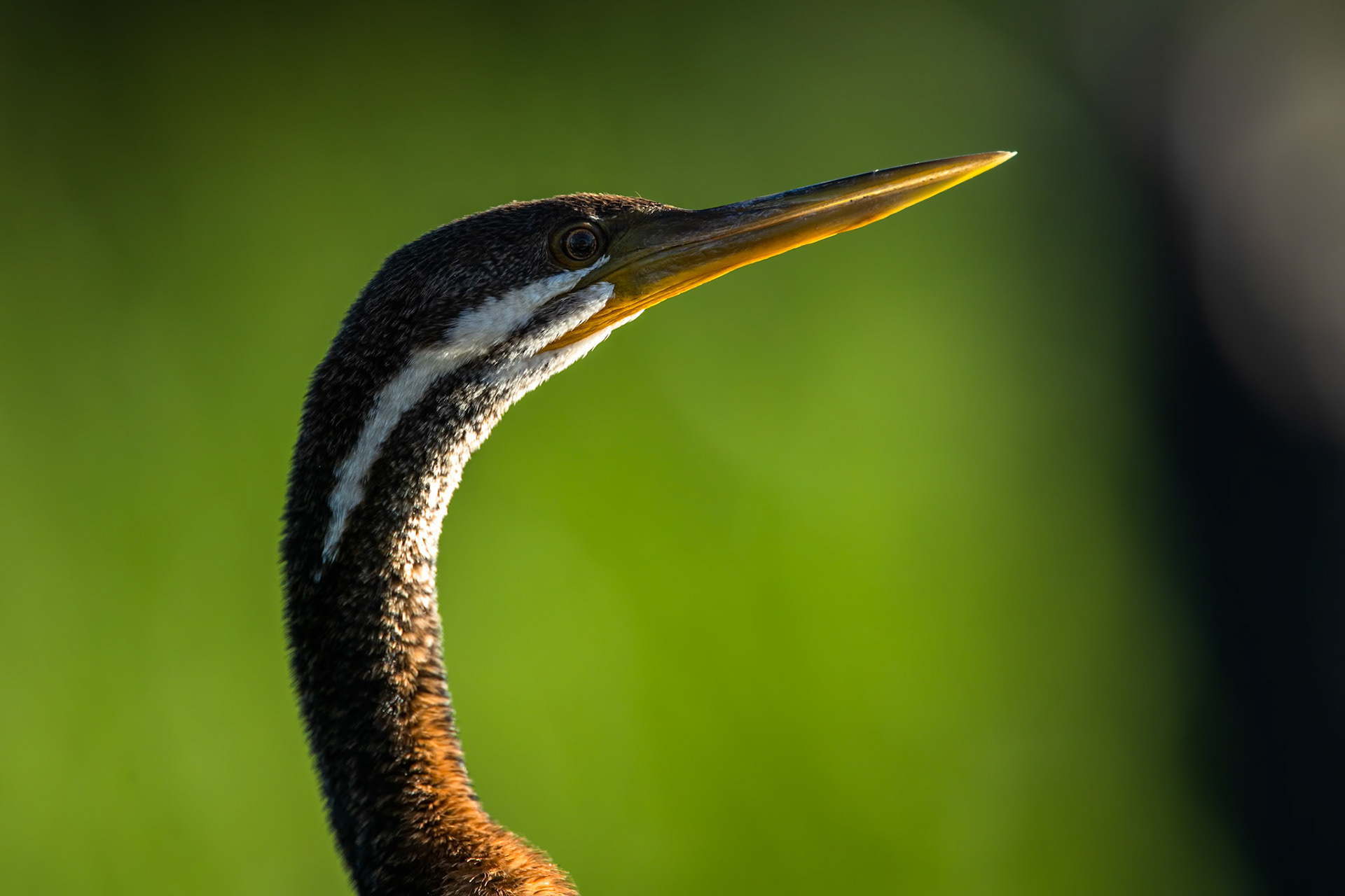 Australasian darter, Yellow waters billabong, Kakadu, Northern Territory, Australia