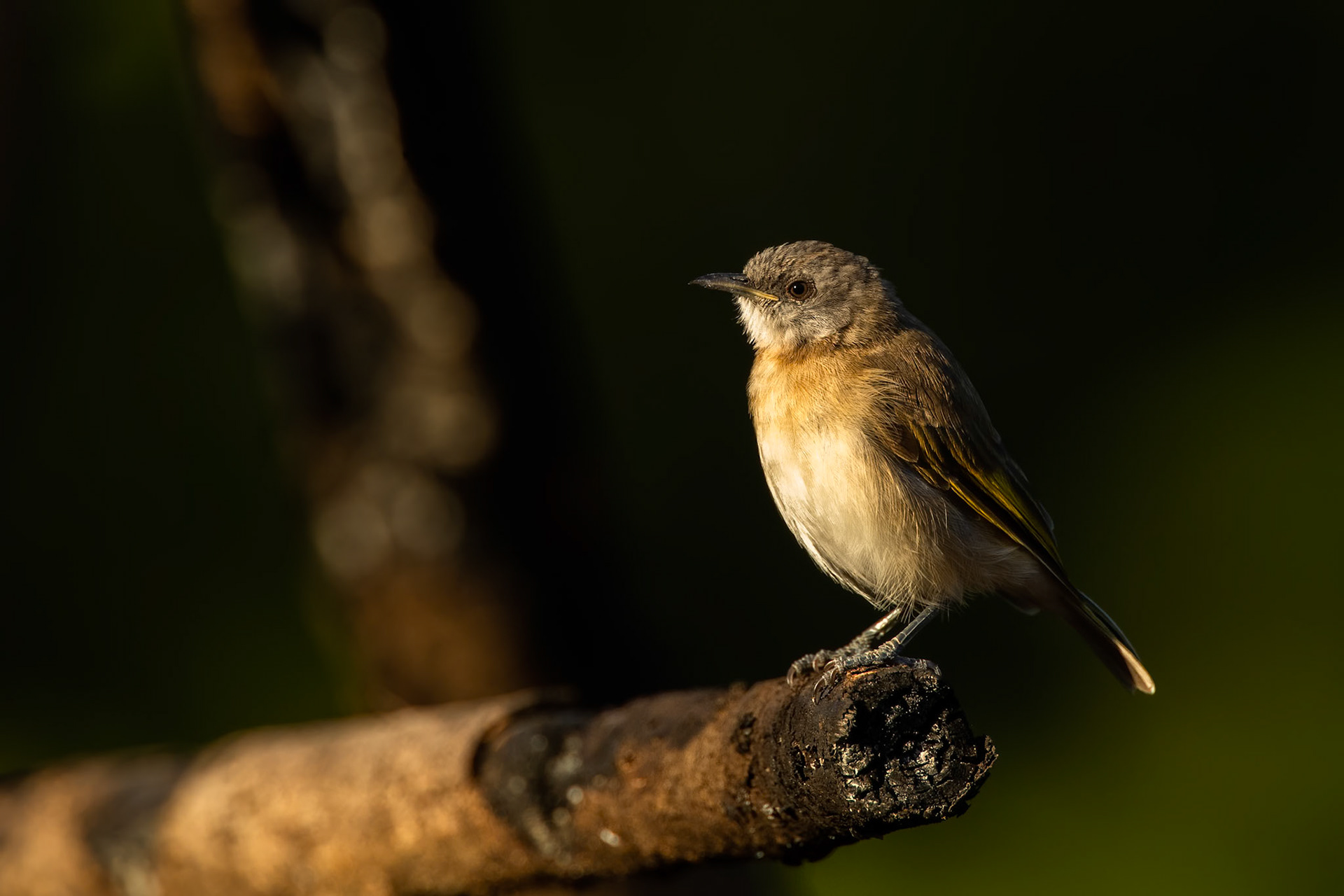 Rufous-banded honeyeater, Nourlangie, Kakadu, Northern Territory, Australia