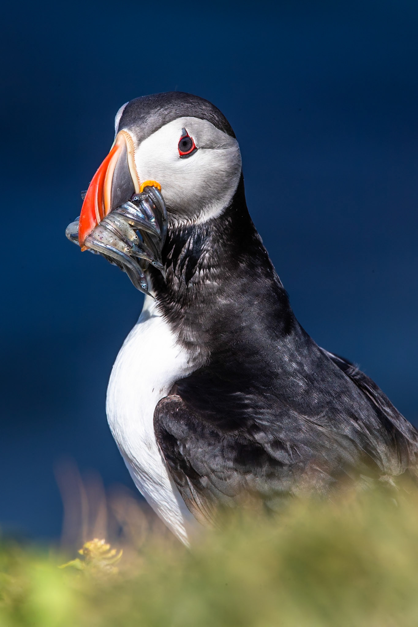 Atlantic puffin, Grímsey Island, Iceland