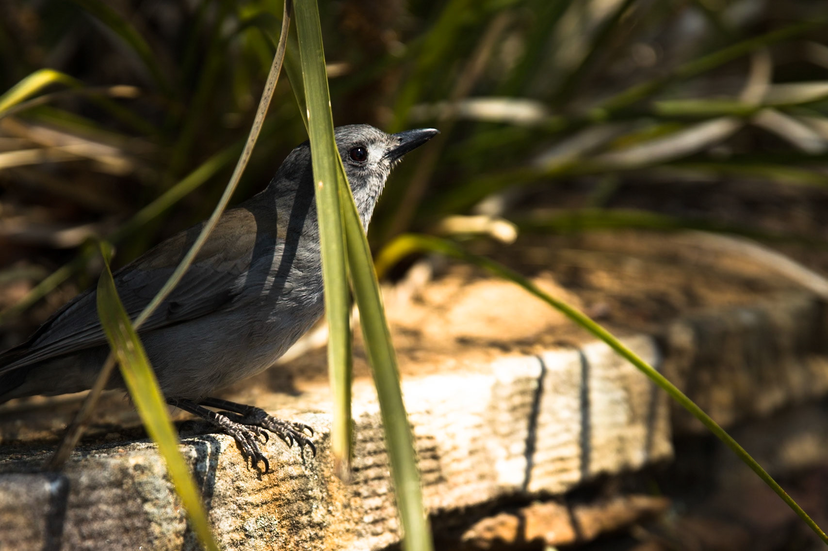 Descended from Neates Glen car park down to and through the Grand Canyon and back up to Evans Lookout. We continued along the clifftop path to Govett's leap and then on to Pulpit Rock. Notes by Peter Watt.