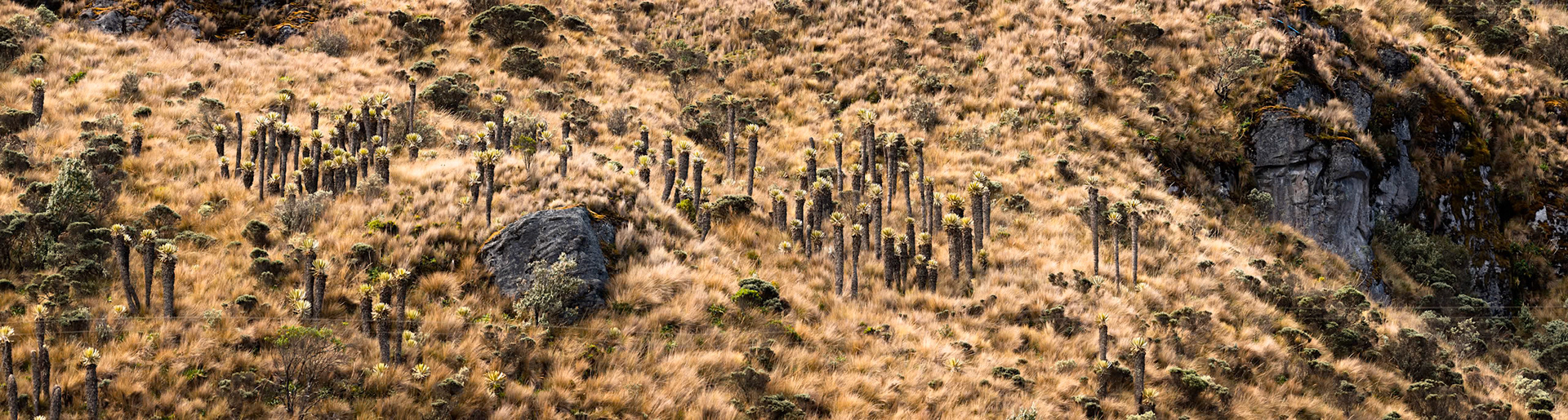 Espeletia, Terminales del Ruiz, Colombia