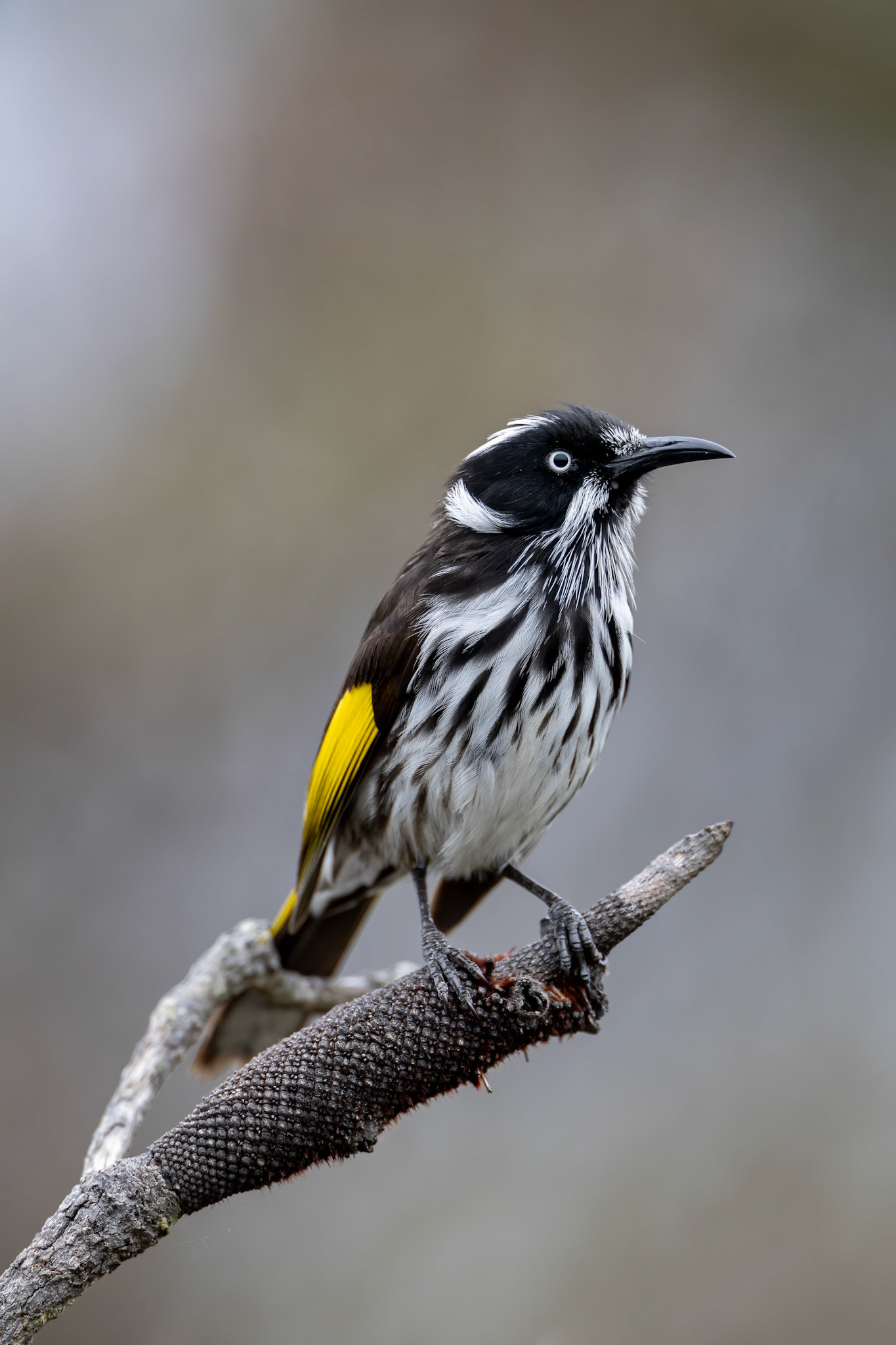 New Holland honey eater, Cheynes Beach, West Australia