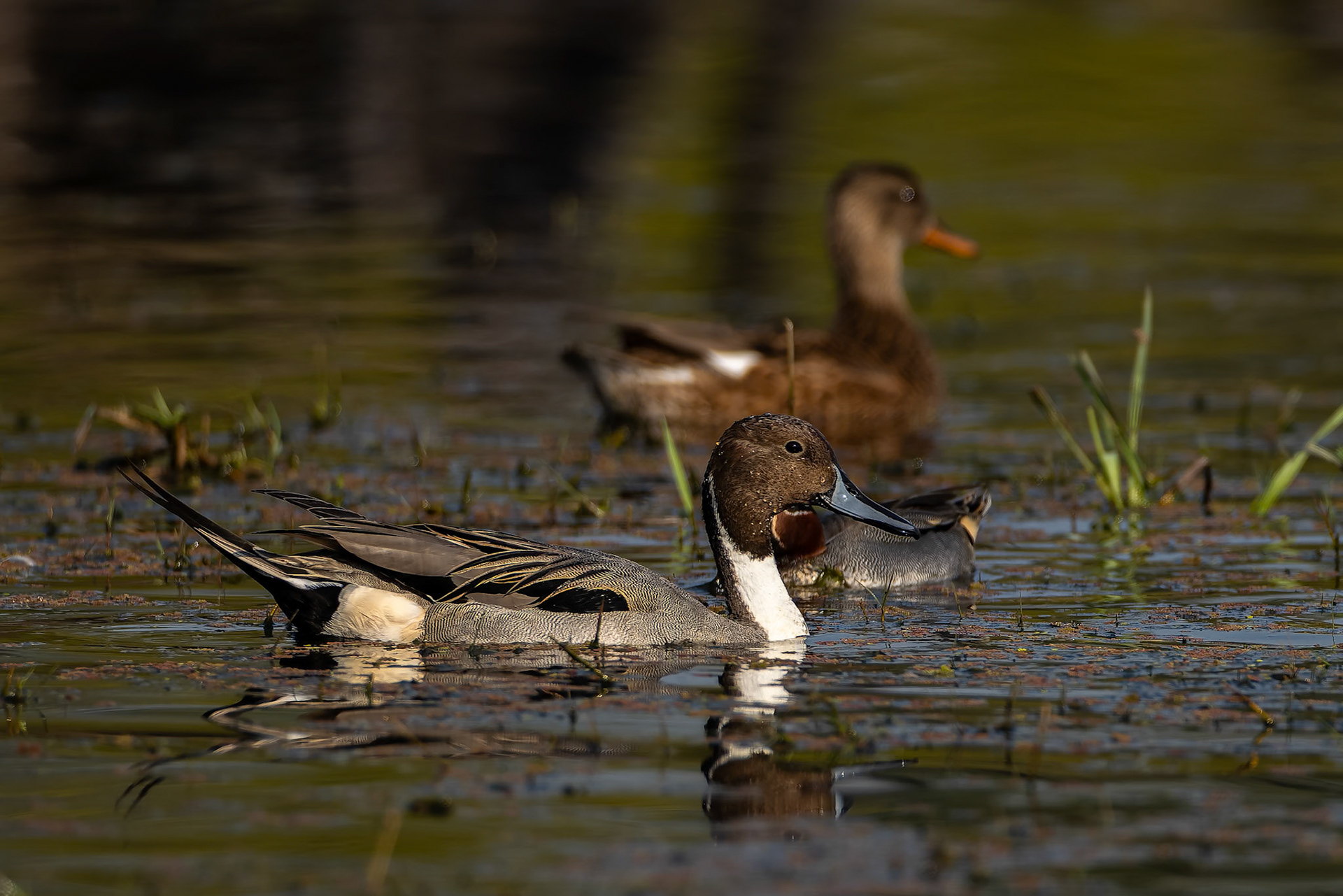 Northern pintail, Keoladeo National Park, Bharatpur, India