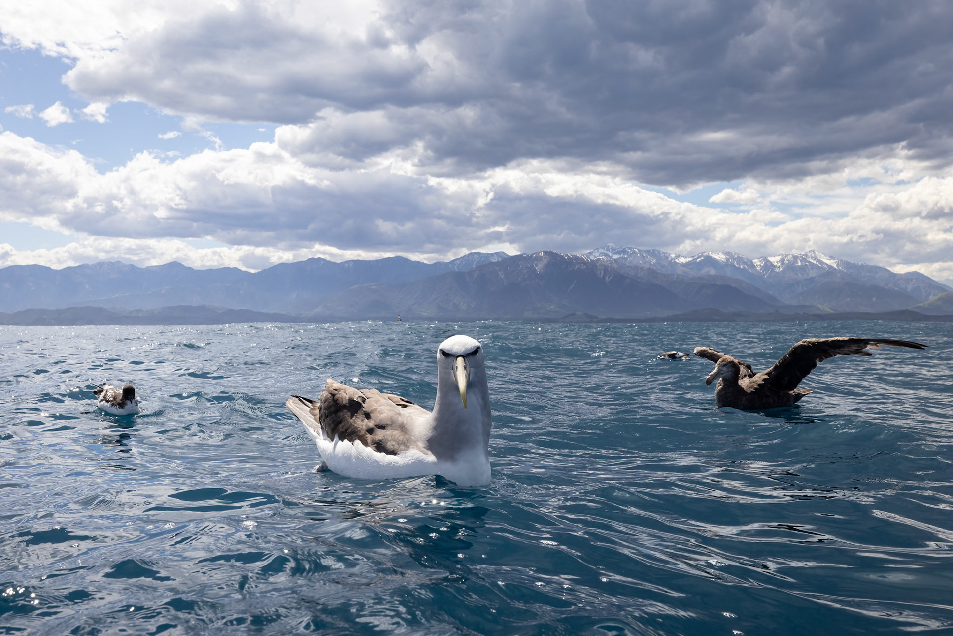 Cape petrel, Salvin's albatross and northern giant-petrel, Kaikōura, New Zealand
