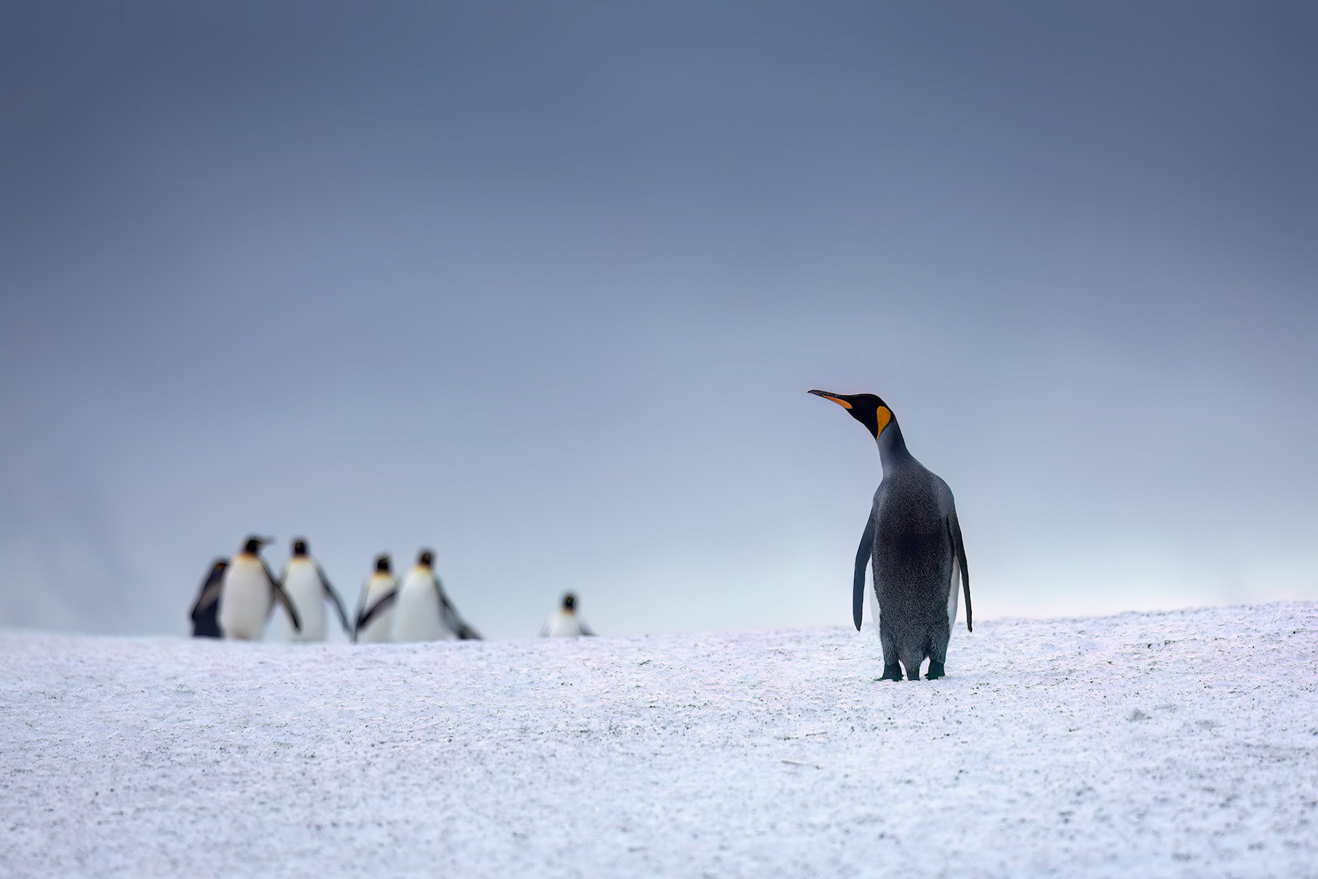 King penguins, rightwhale Bay, South Georgia