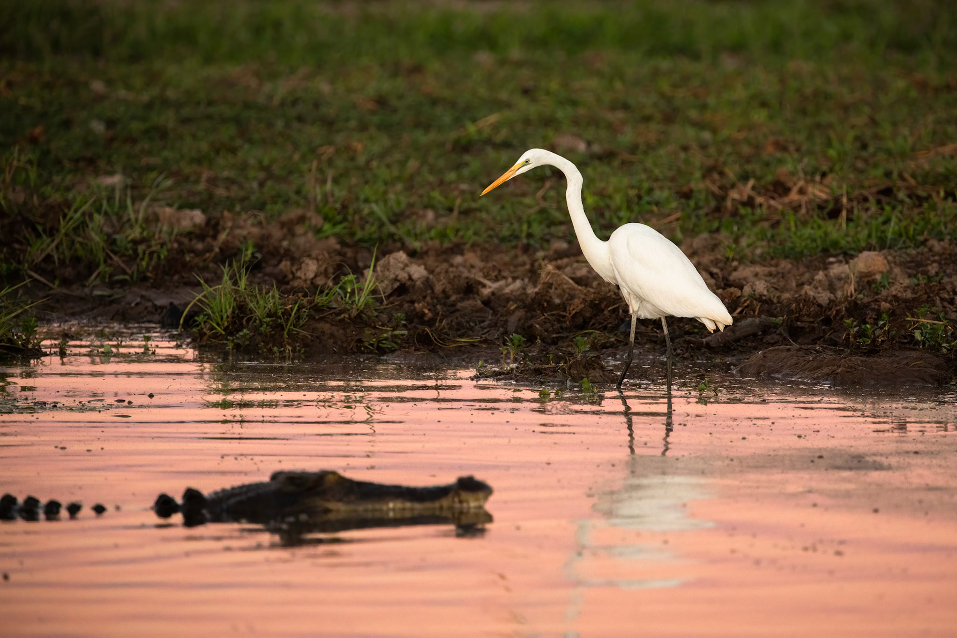 Great egret, Yellow waters billabong, Kakadu, Northern Territory, Australia