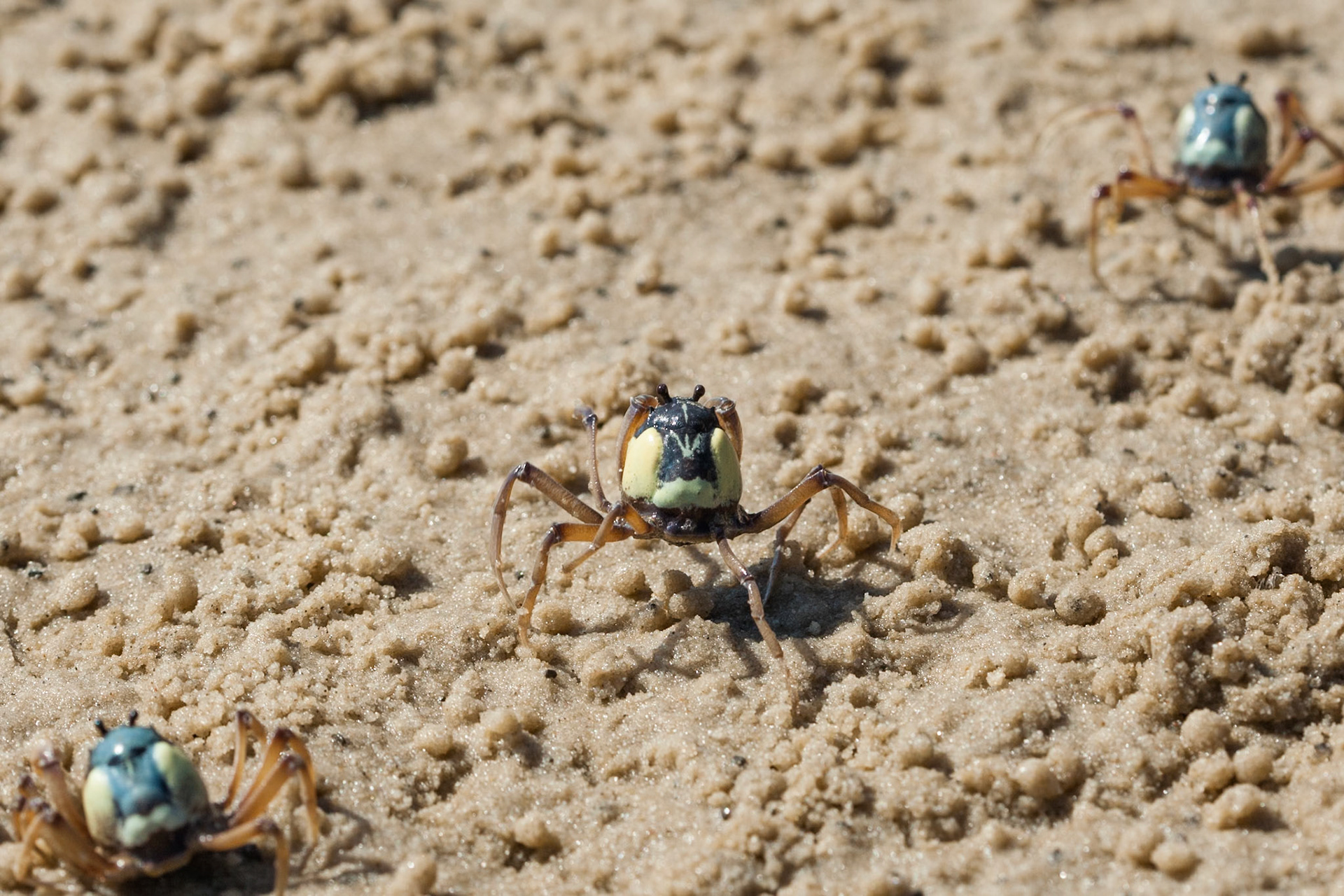 Soldier crabs, Kingfisher Bay, Fraser Island, Queensland