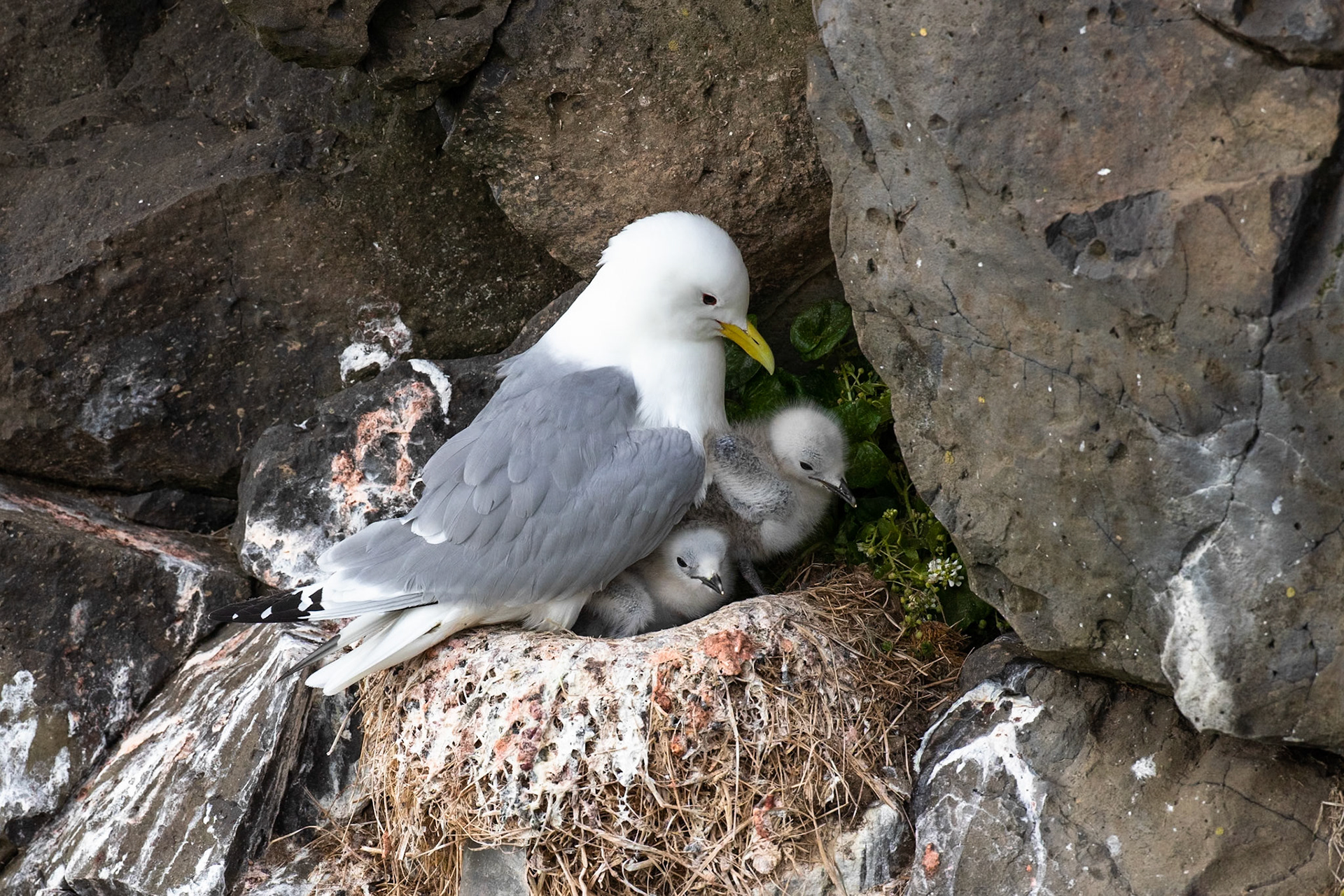 Black-legged kittywake, Grímsey Island, Iceland