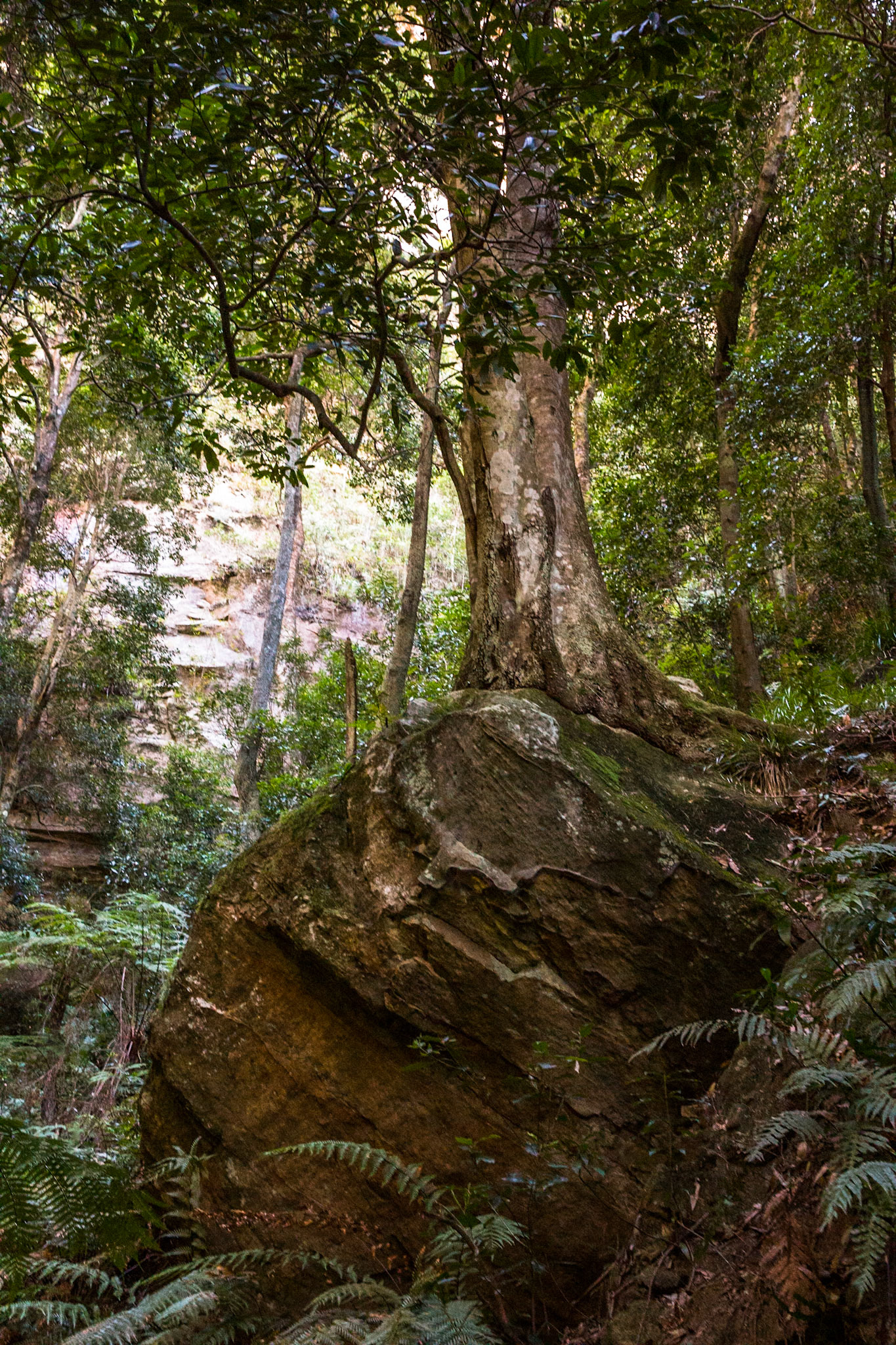 Started at the conservation hut and descended  the Valley of the Waters to Vera Falls. Tried unsuccessfully to find the route across to Hippocrene Falls.  Retraced our steps up to the conservation hut. Notes by Peter Watt.