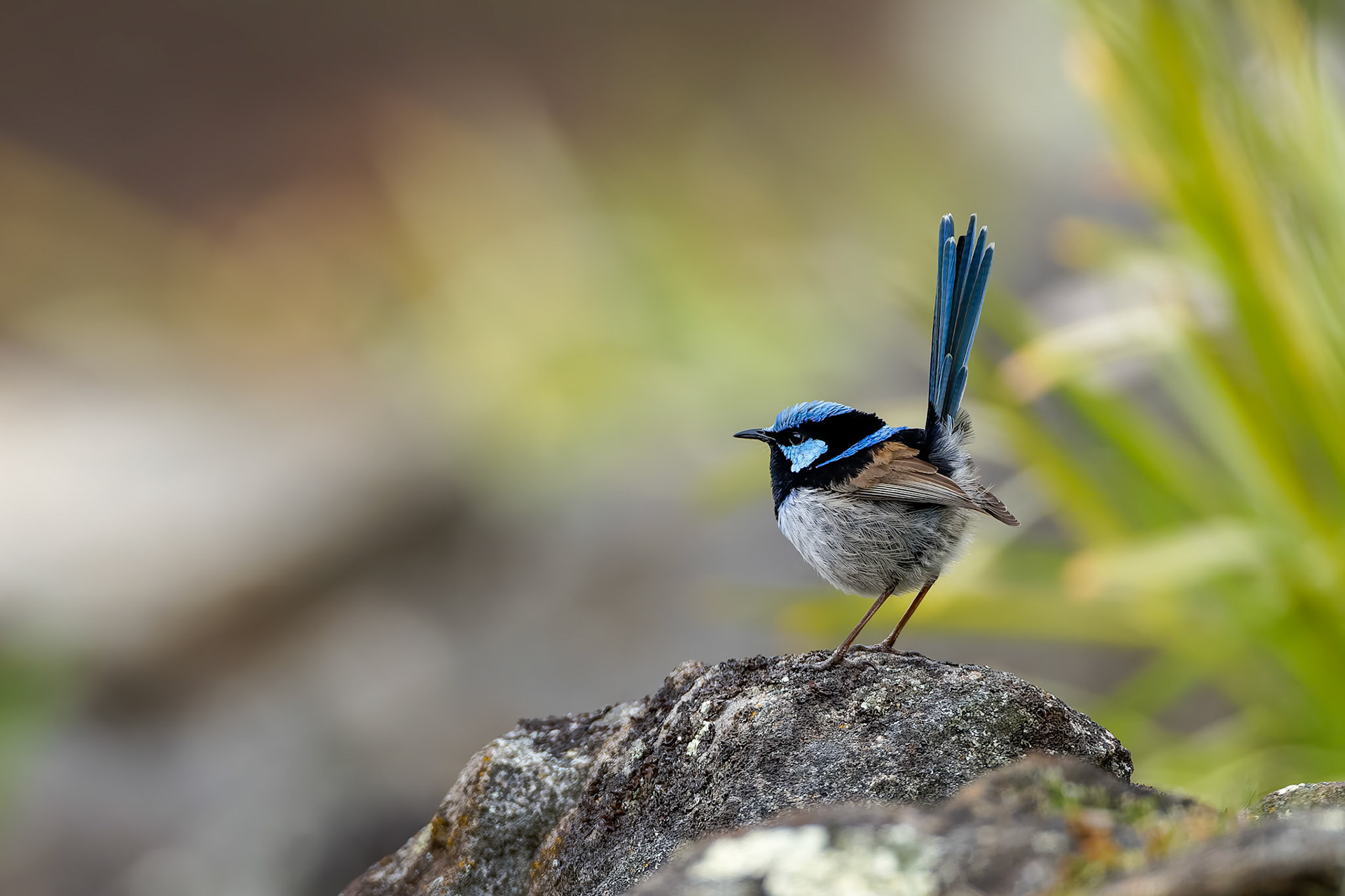 Superb fairywren, Signal Hill, Hobart, Tasmania, Australia
